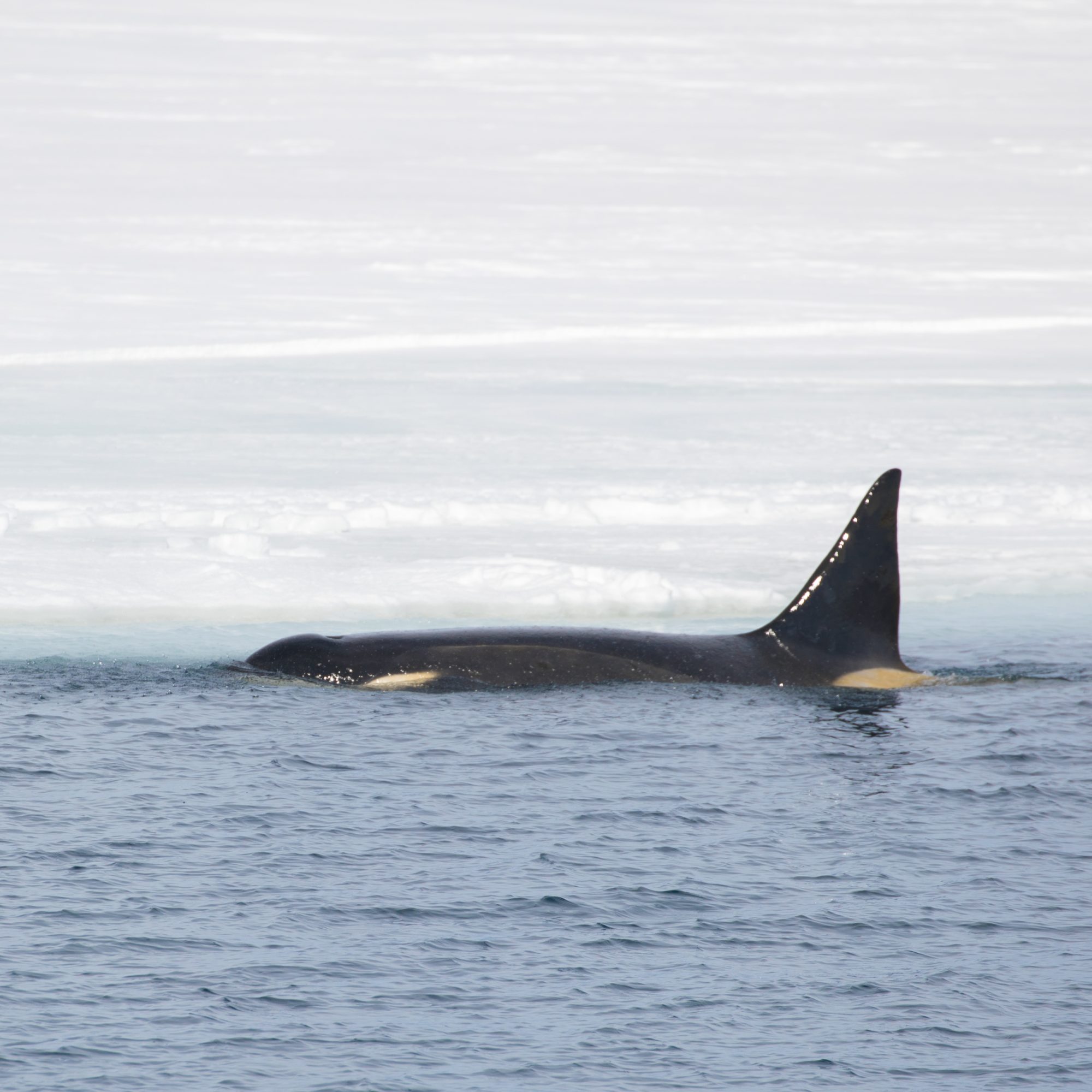 Type C Orca checking out the ice edge – Antarctica 2018