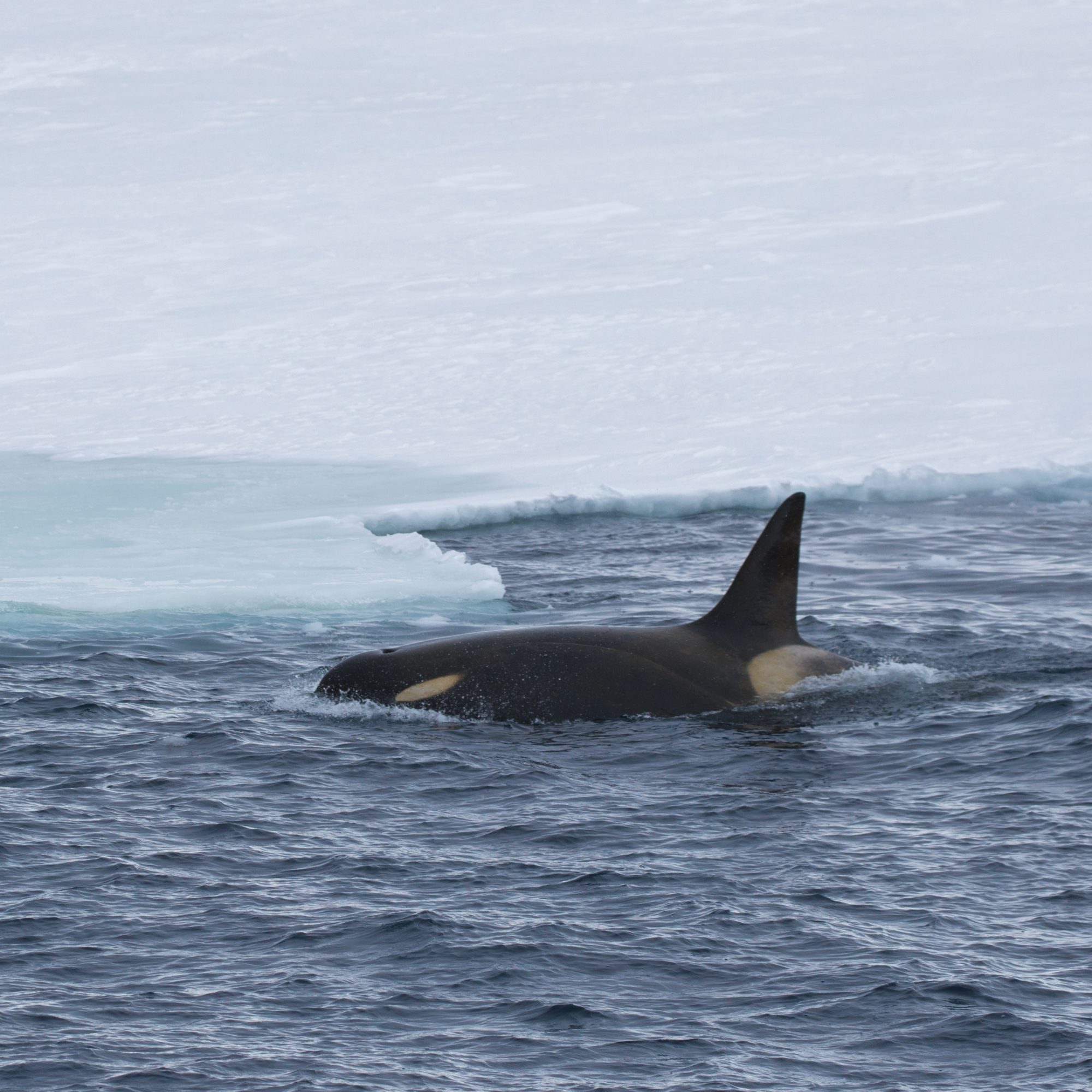 Type C Orca Checking Out The Ice Edge Graham Boulnois