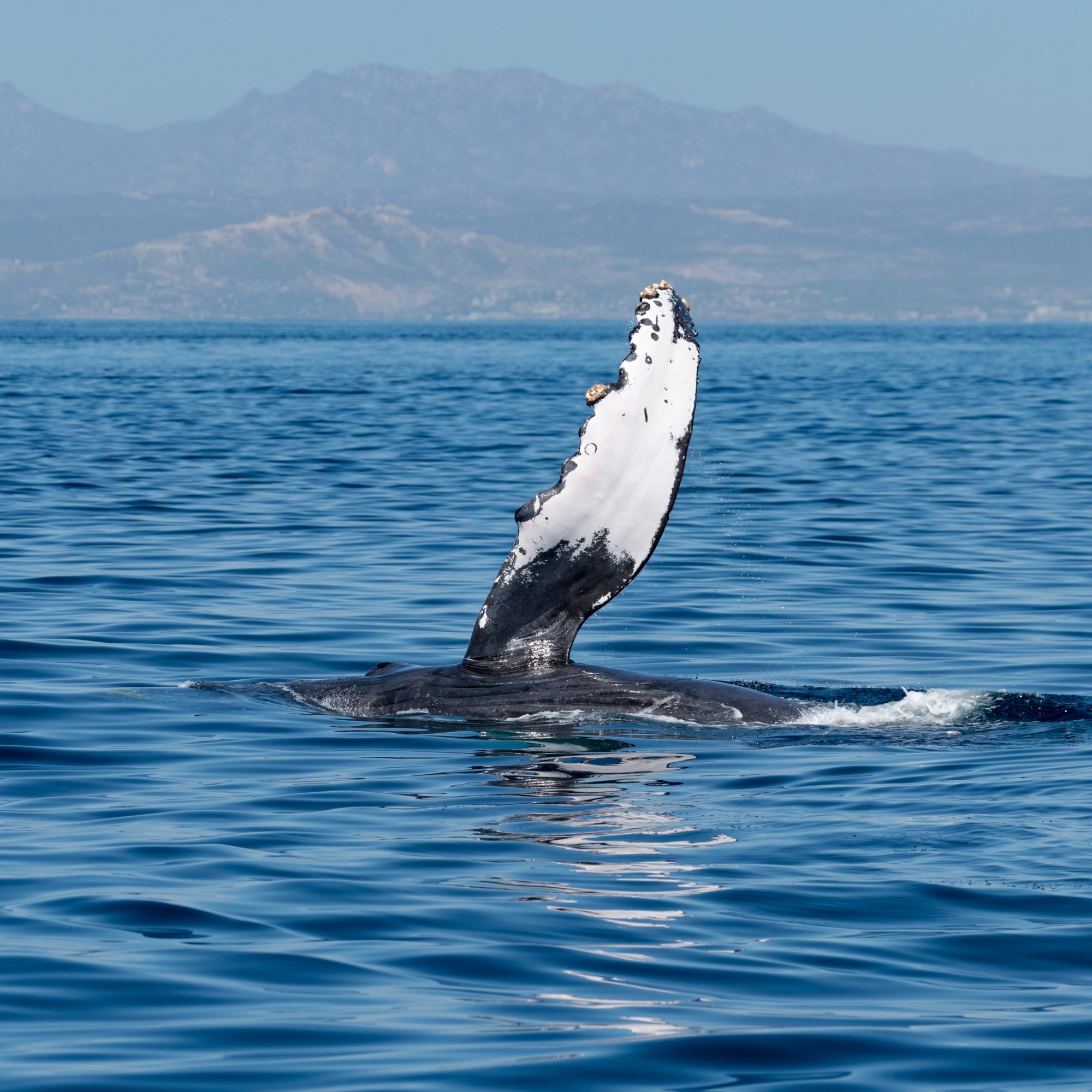Humpback Whales – Baja, Mexico 2018
