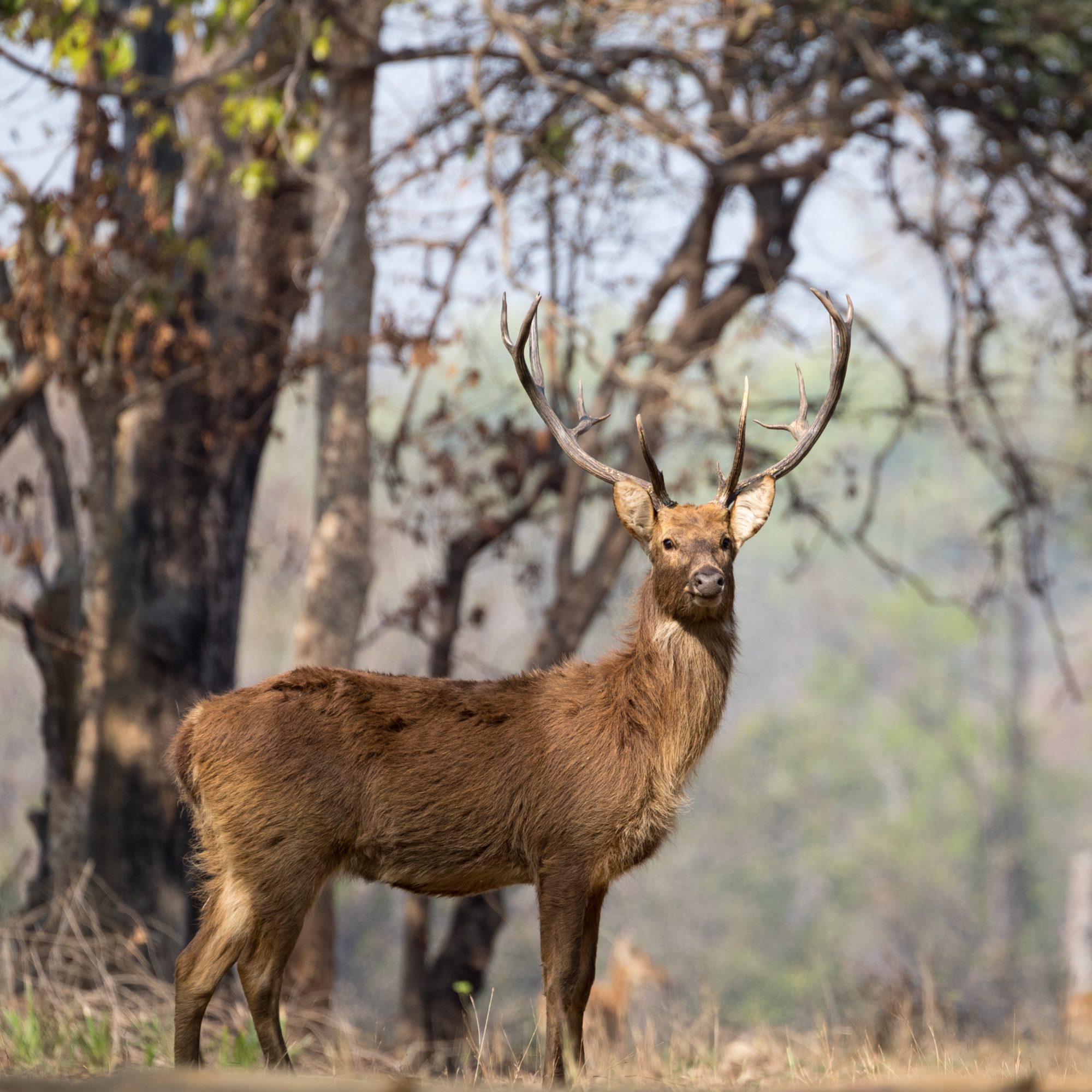 Spotted Deer and Sambar at a waterhole – Kanha, India 2018