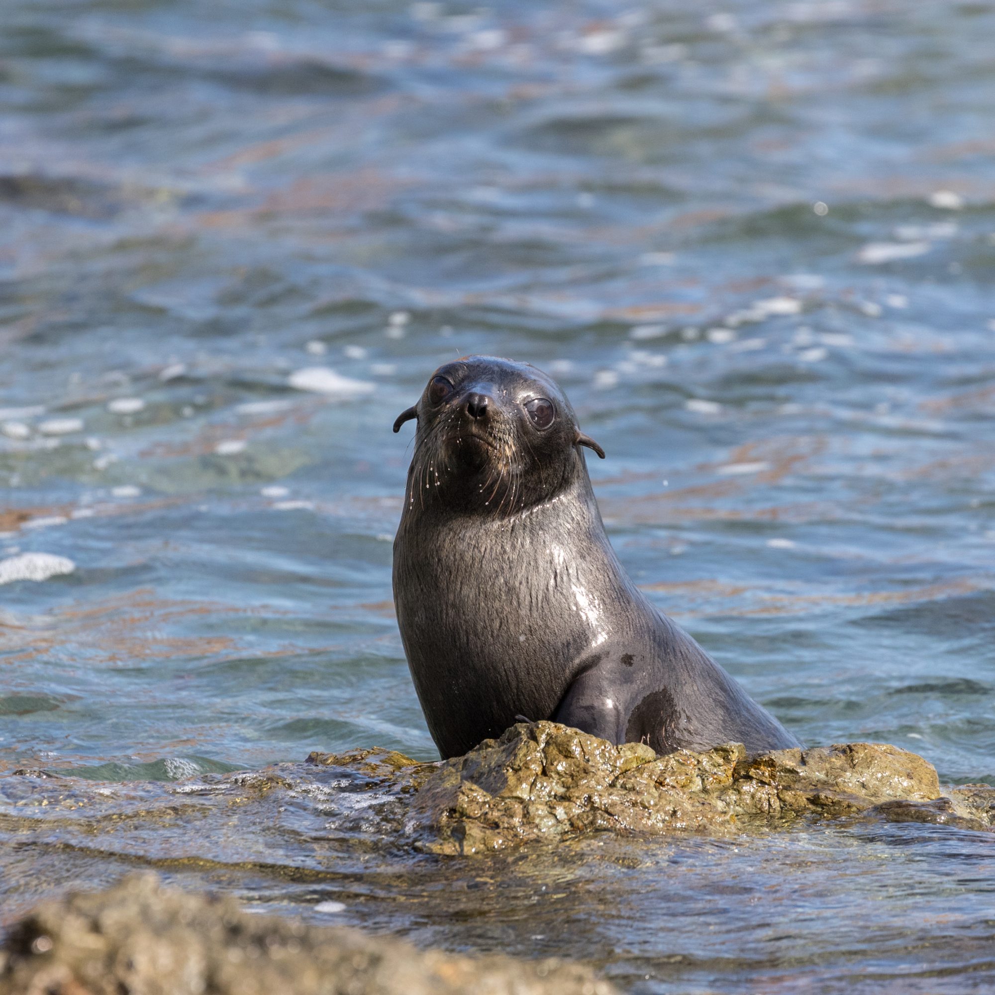 Guadalupe Fur Seals – San Benitos Islands, Mexico 2018