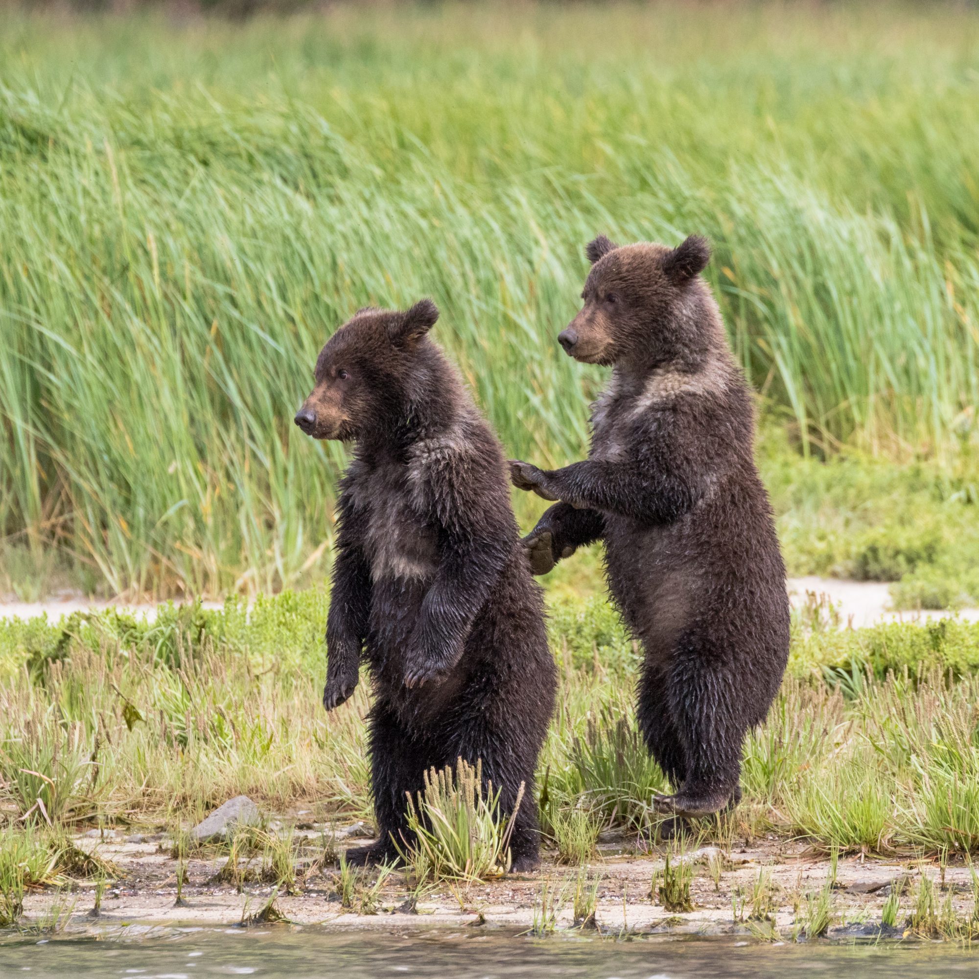 Coastal Brown Bear with cubs of the year – Alaska 2016