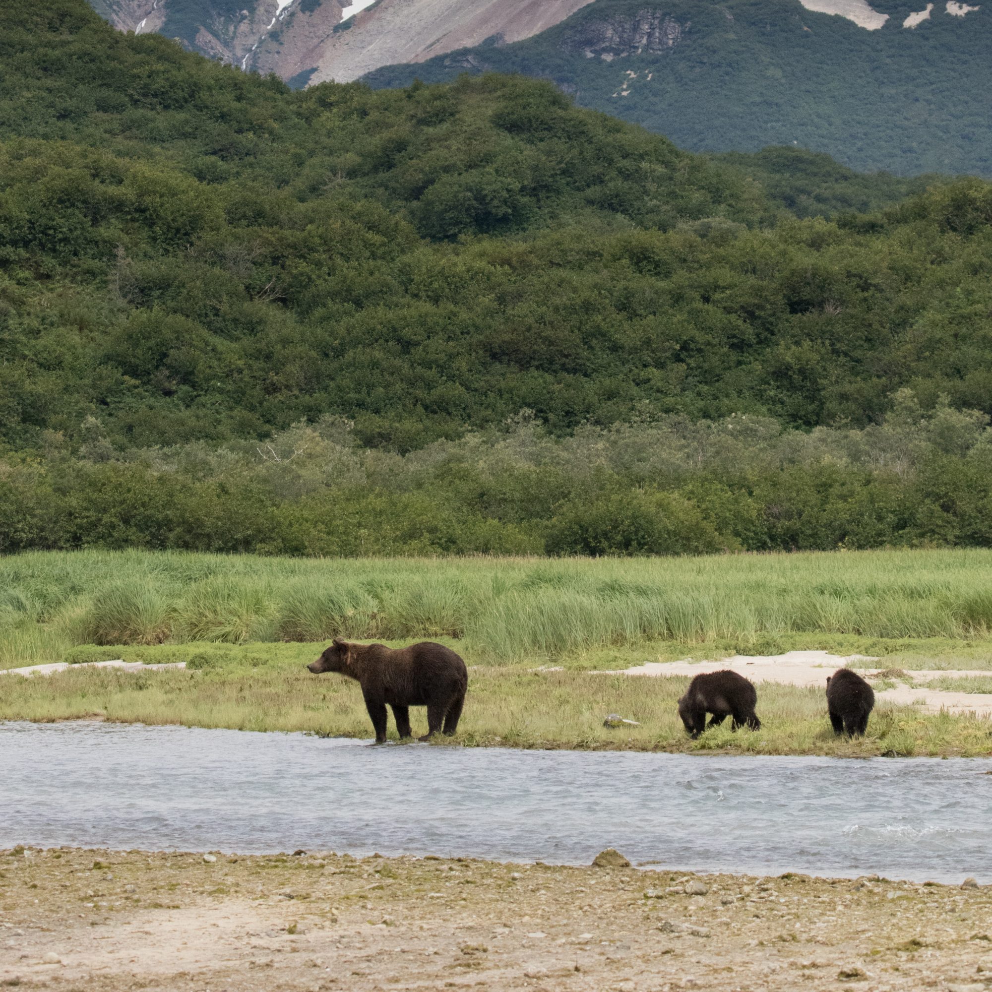 Coastal Brown Bear with cubs – Alaska 2016