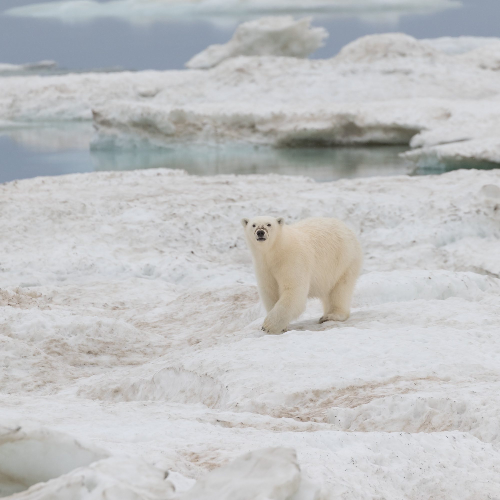 Two young Polar Bears play in the sea – Wrangel Island 2018