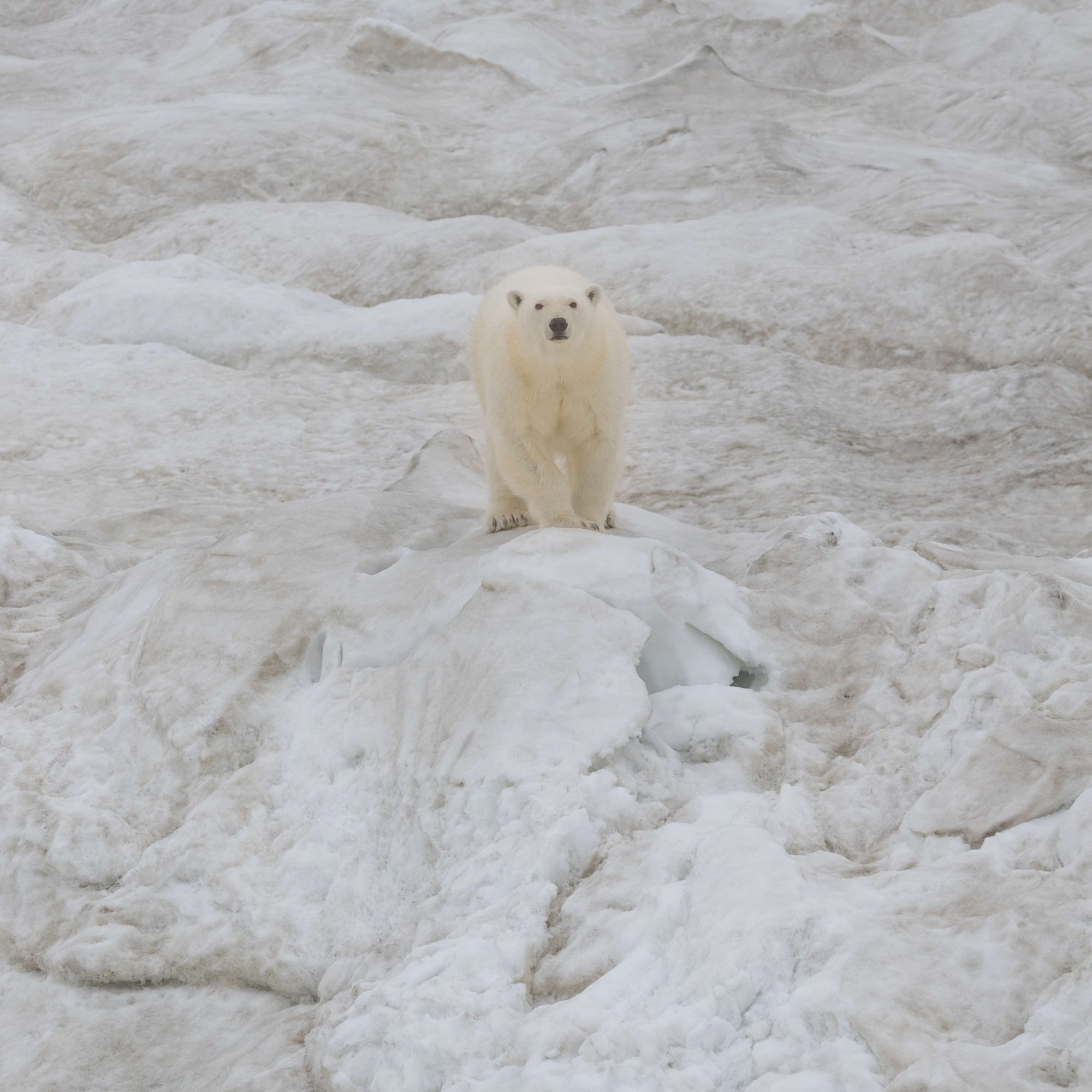 Polar Bear on a large ice floe – Wrangel Island 2018