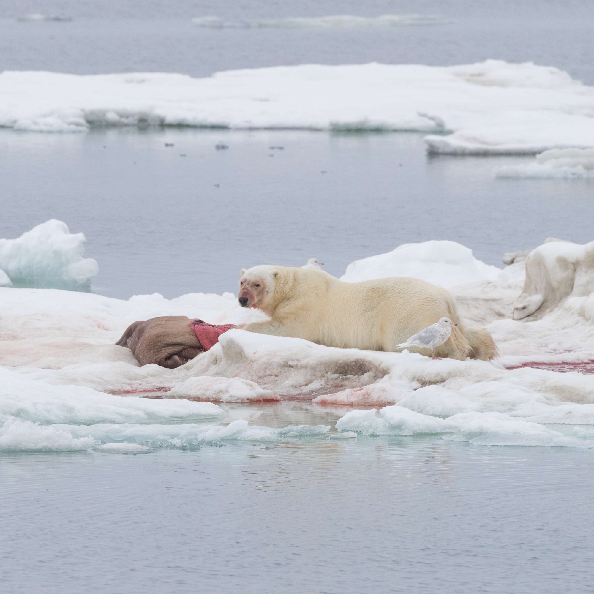 Three Polar Bears near a Walrus Carcass – Wrangel Island 2018