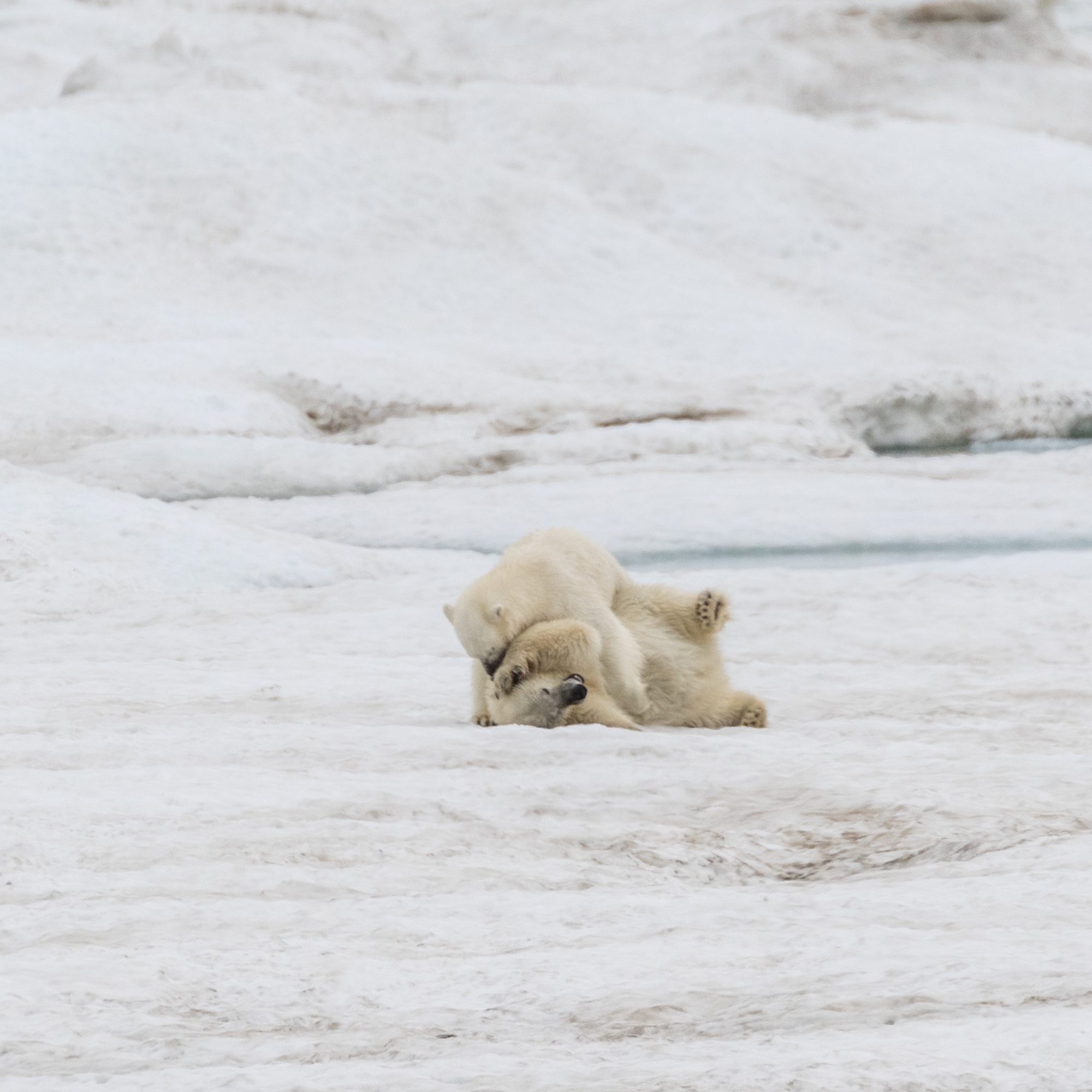 Playful Polar Bears – Wrangel Island 2018