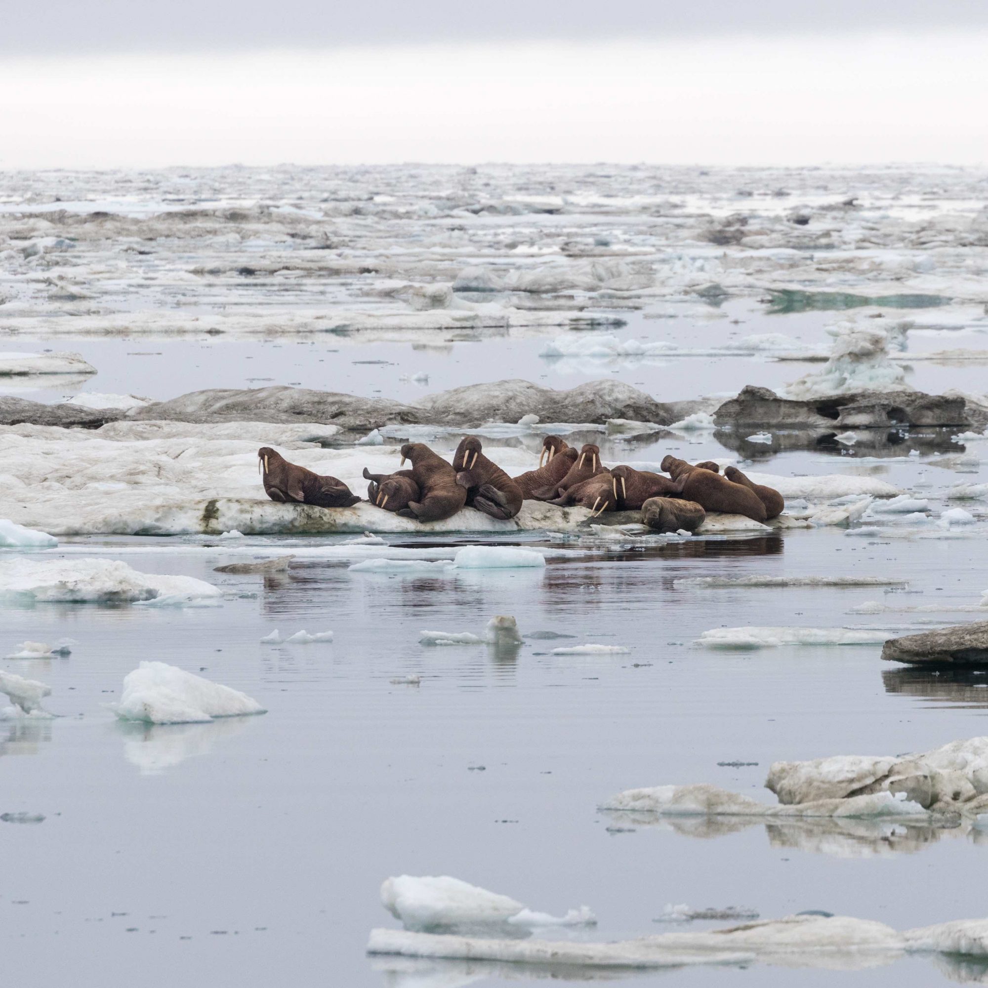 Walrus in the mist – Wrangel 2018