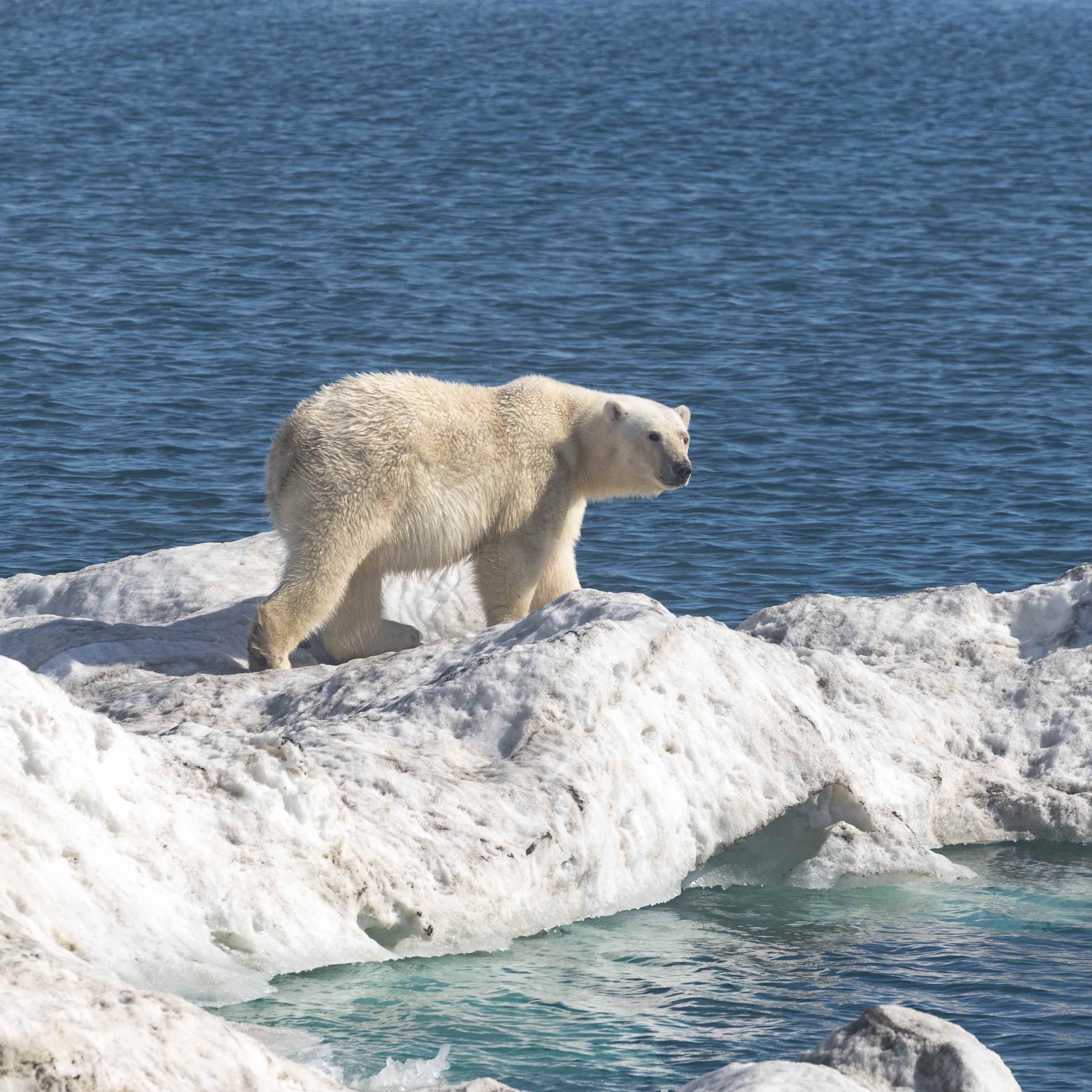 Polar Bear on pack ice – Wrangel Island 2018