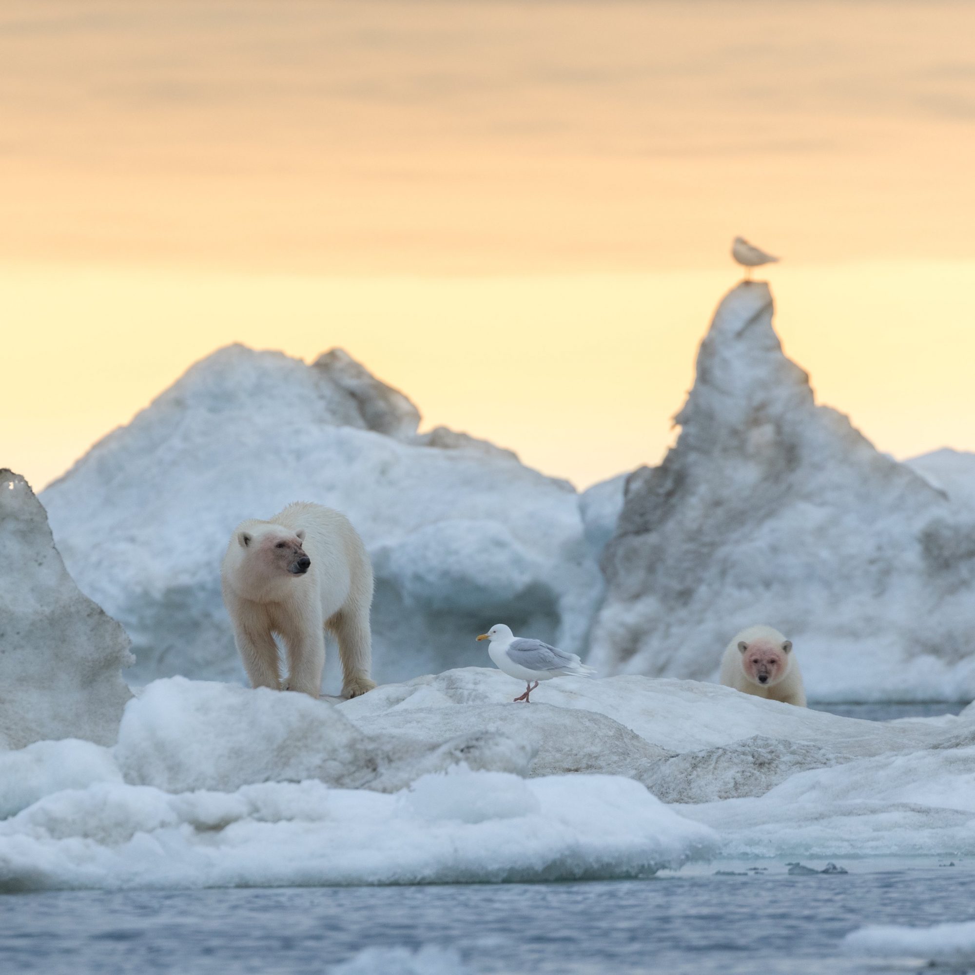 Polar Bear and two cubs on a Walrus kill – Wrangel Island 2018