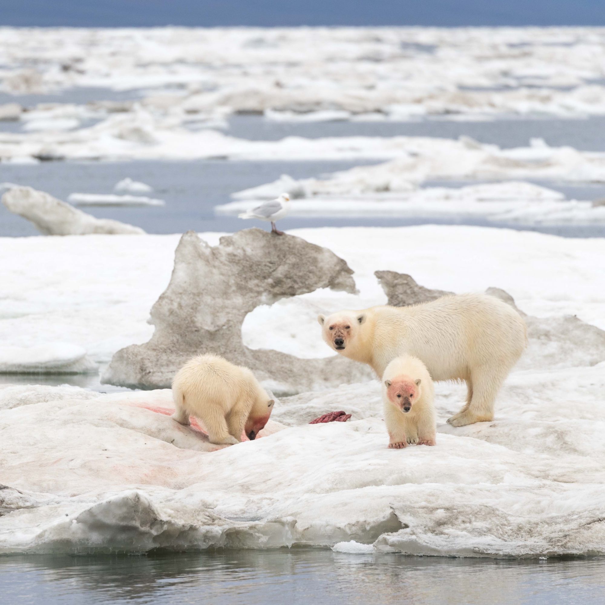 Polar Bear and two cubs feast on a Walrus carcass – Wrangel Island 2018