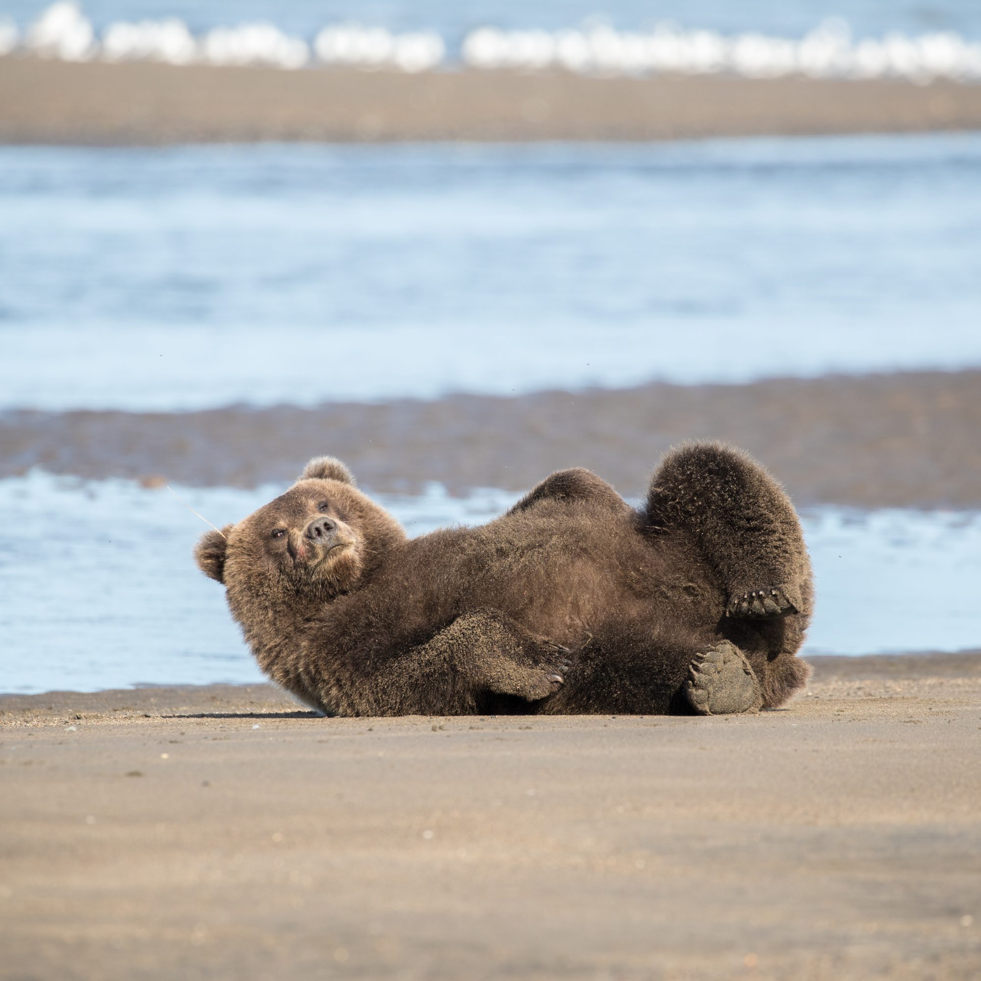 Yearling Brown Bear cub has a good scratch – Alaska 2018