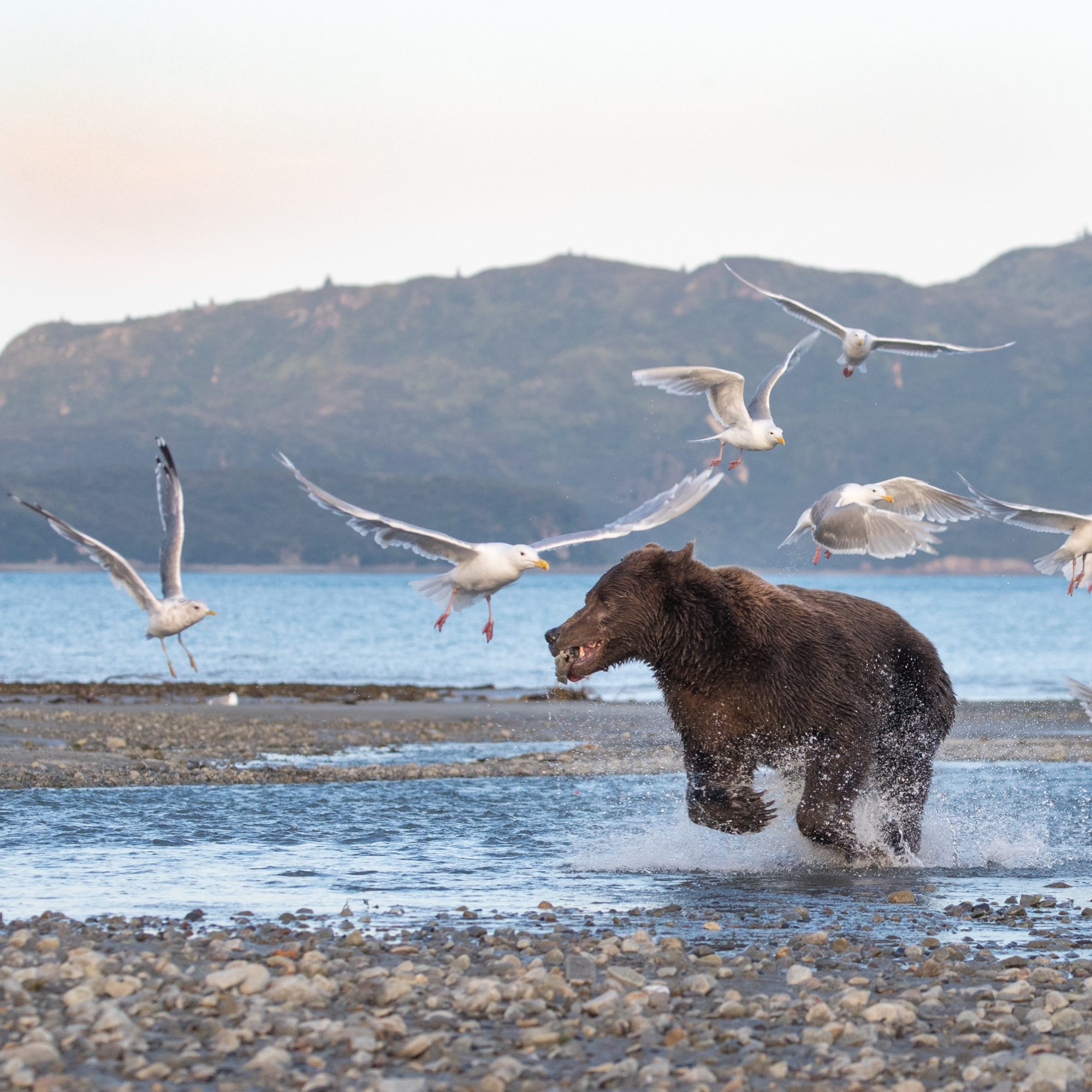 Brown Bears, Kukak Bay, Katmai  – Alaska 2018