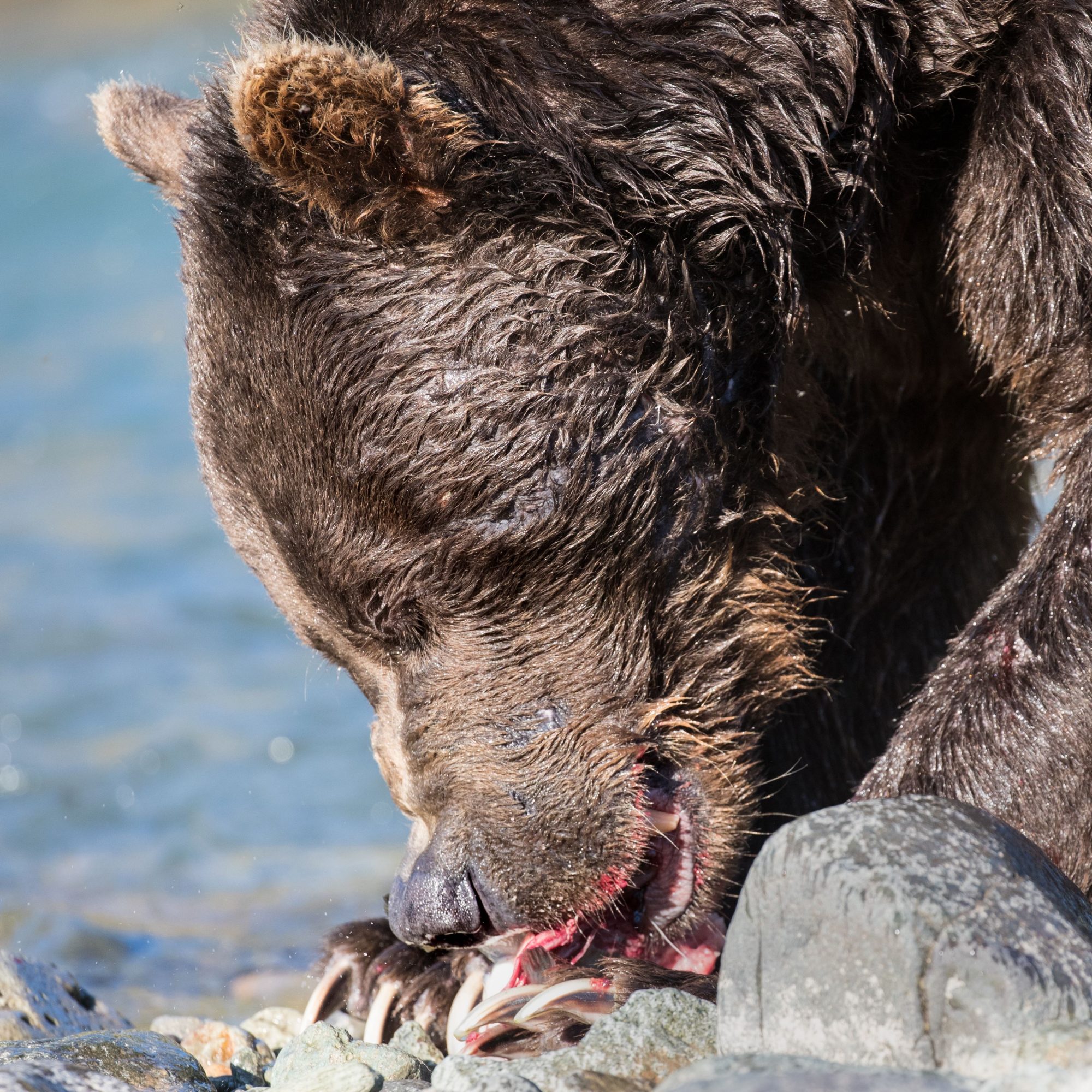 Coastal Brown Bear fishing, Geographic Harbor, Katmai - Graham Boulnois