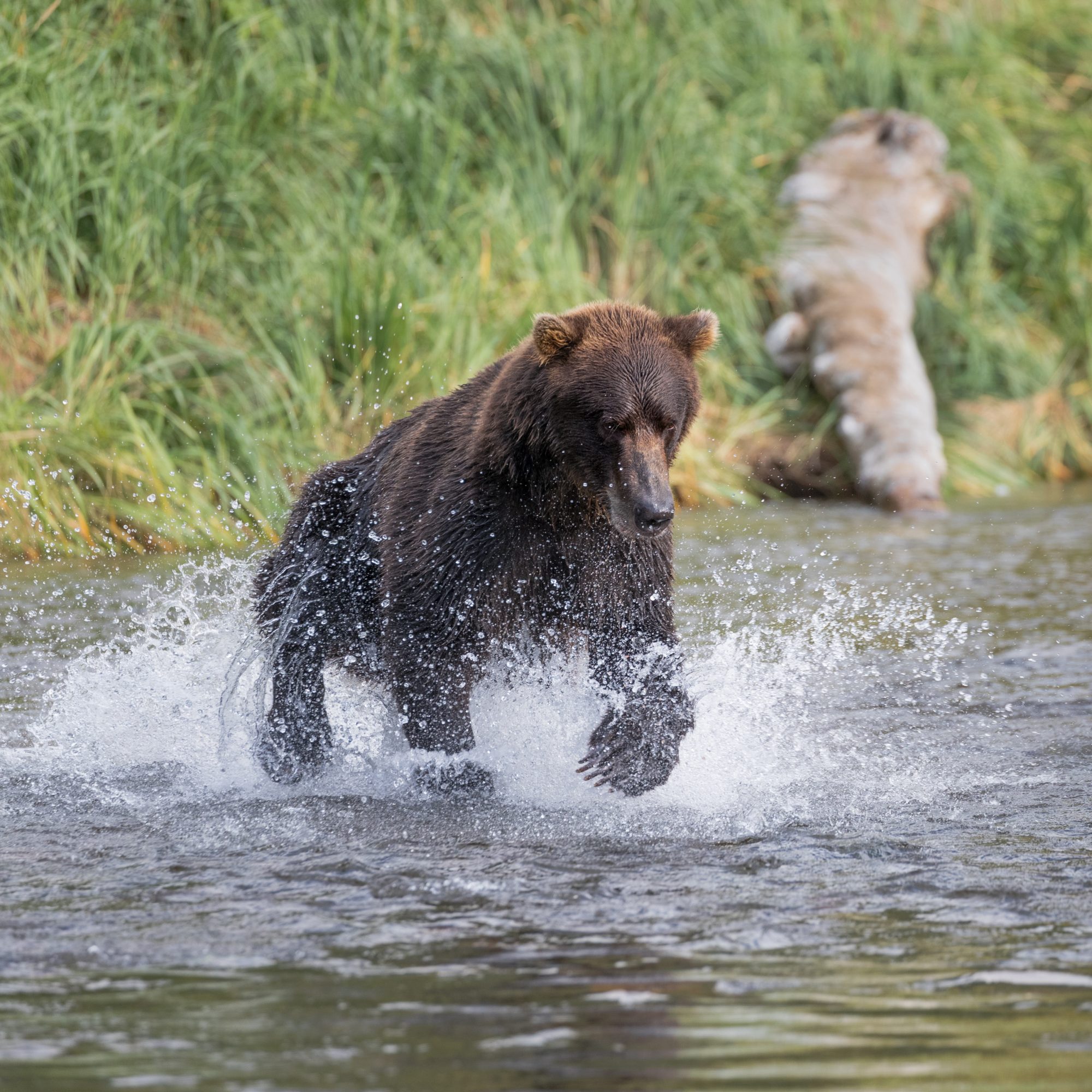 Brown Bear fishing at Missak – Alaska 2018