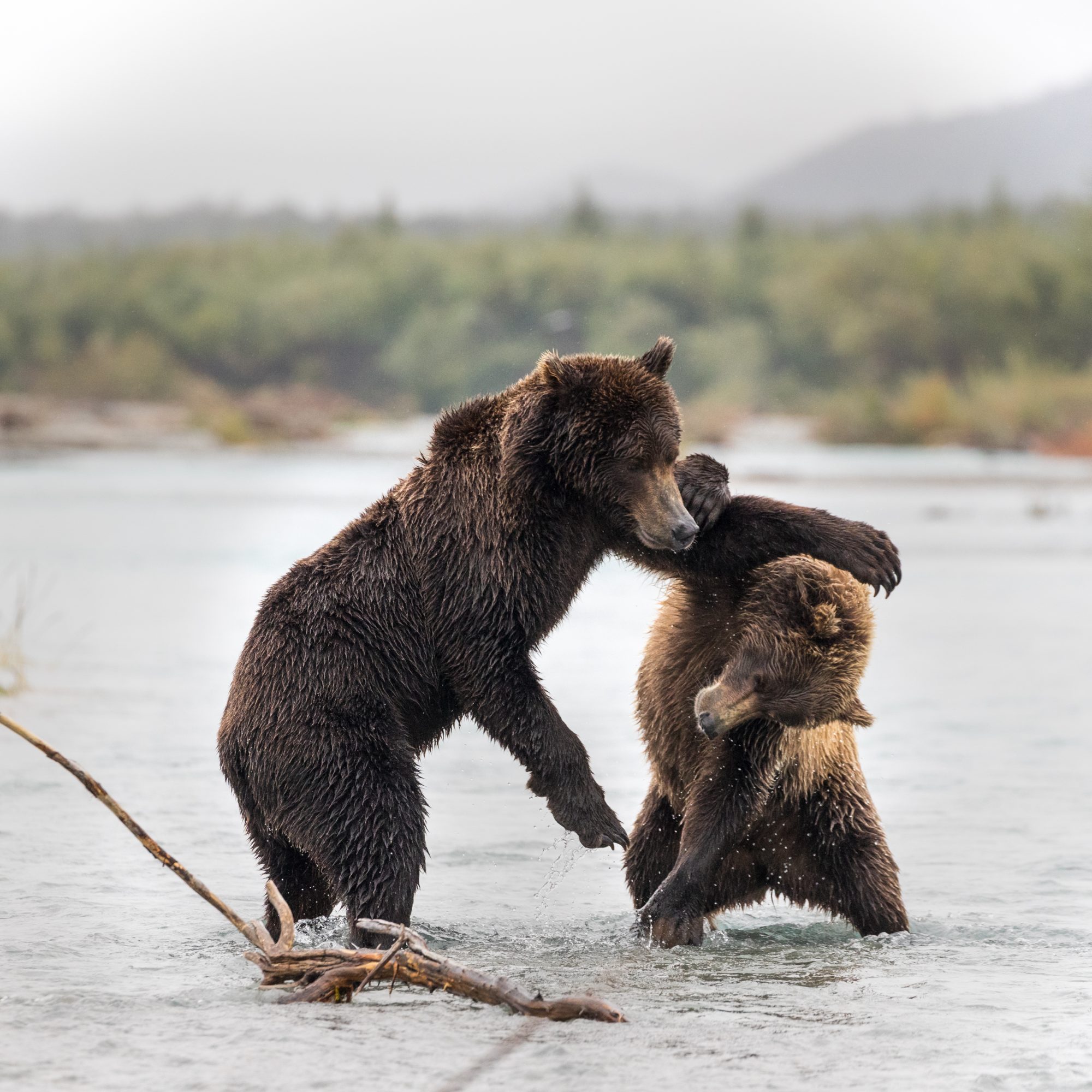 Sparring Coastal Brown Bears, Kukak Bay, Katmai – Alaska 2018