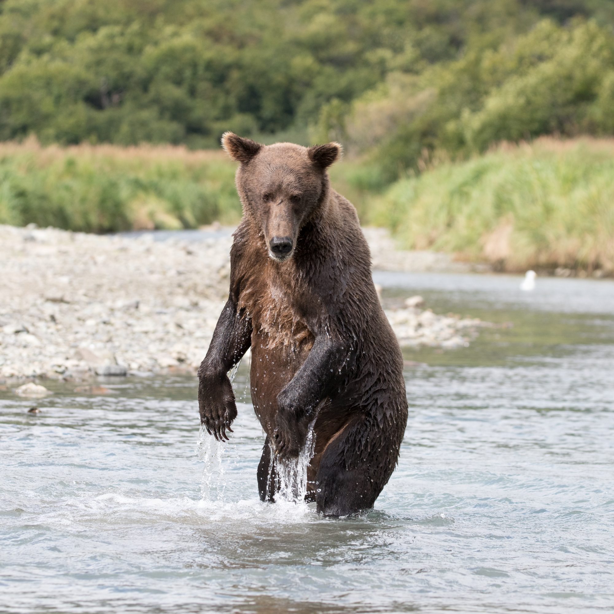 Brown Bear, Geographic Harbour, Katmai – Alaska 2018