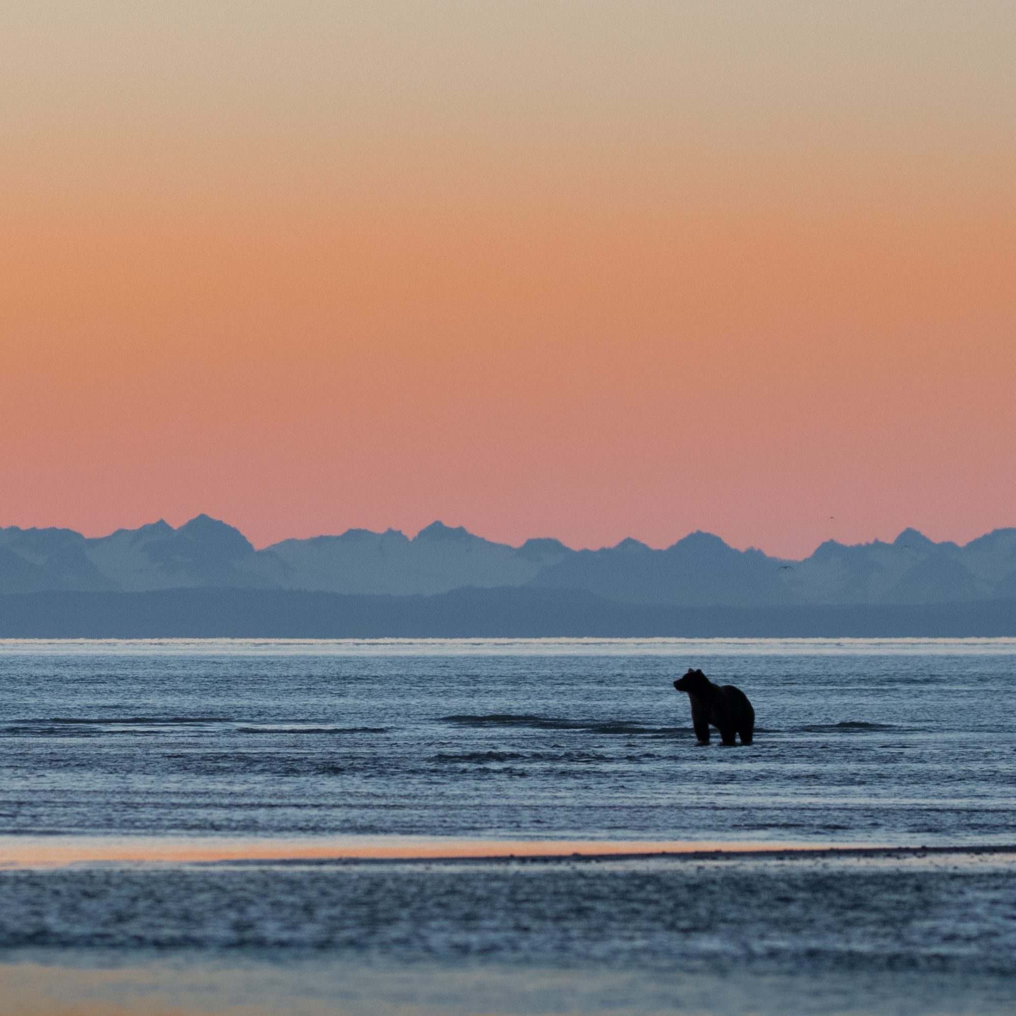 Brown Bears at sunrise – Alaska 2018