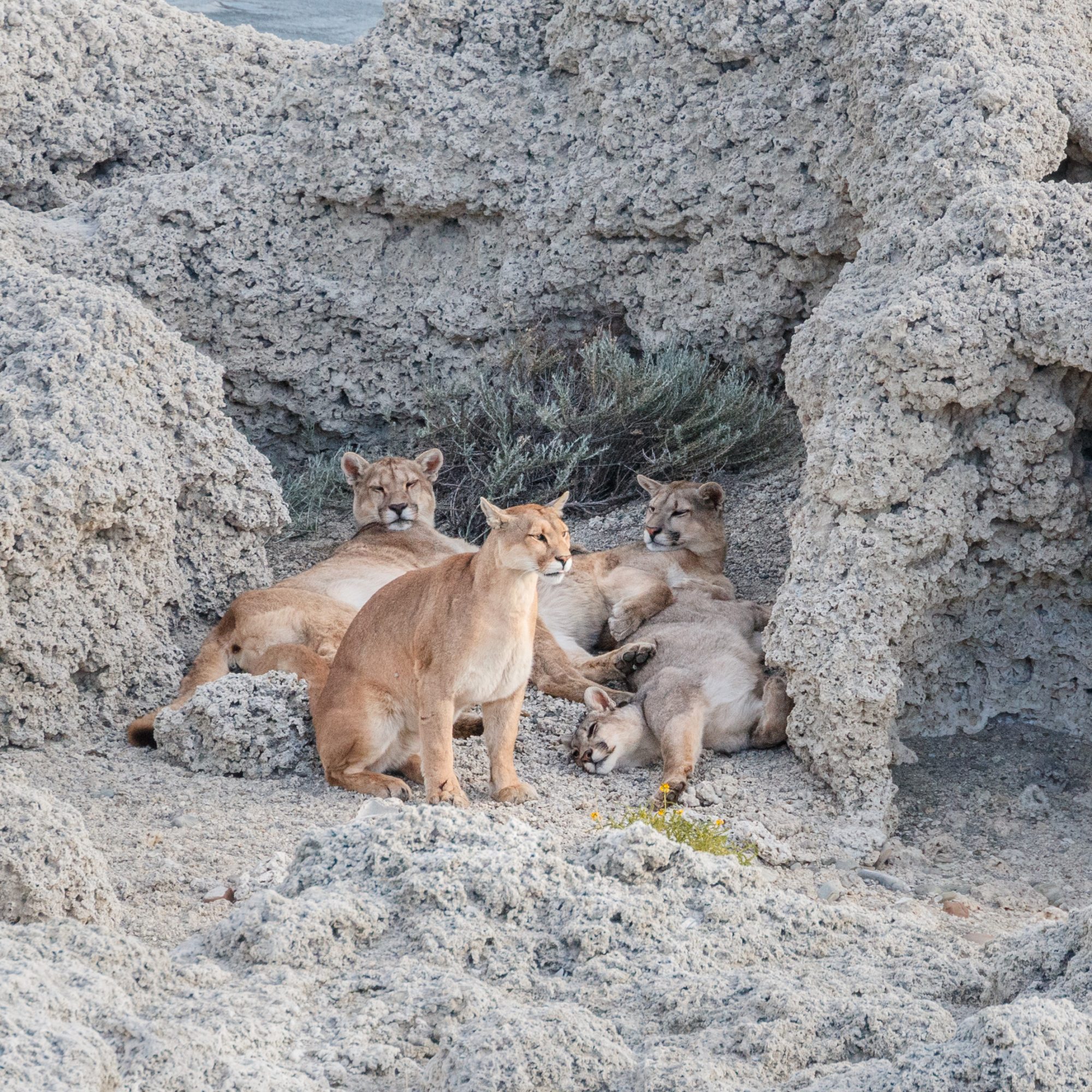 Puma family at the lake side – Patagonia, Chile 2018