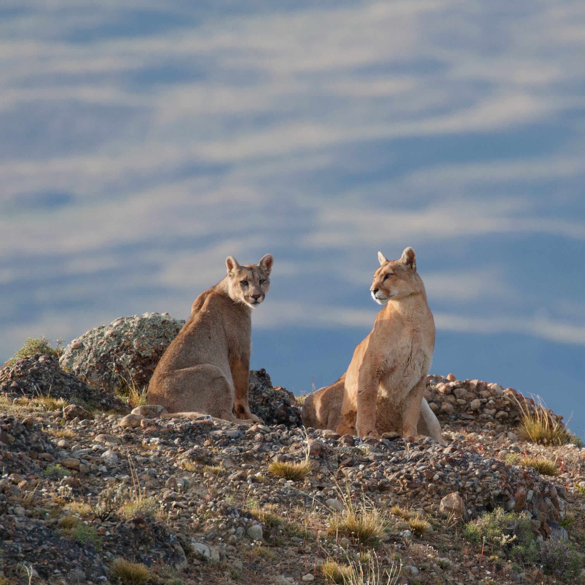 Puma family on a rocky outcrop – Patagonia, Chile 2018