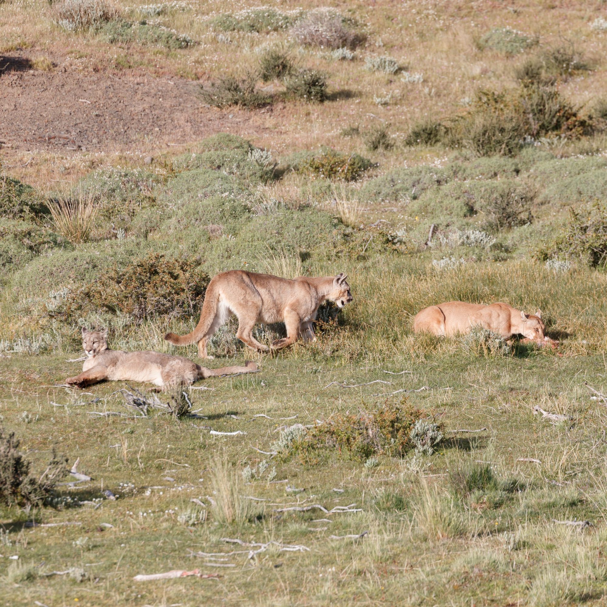 Puma family on a Guanaco kill – Patagonia, Chile 2018