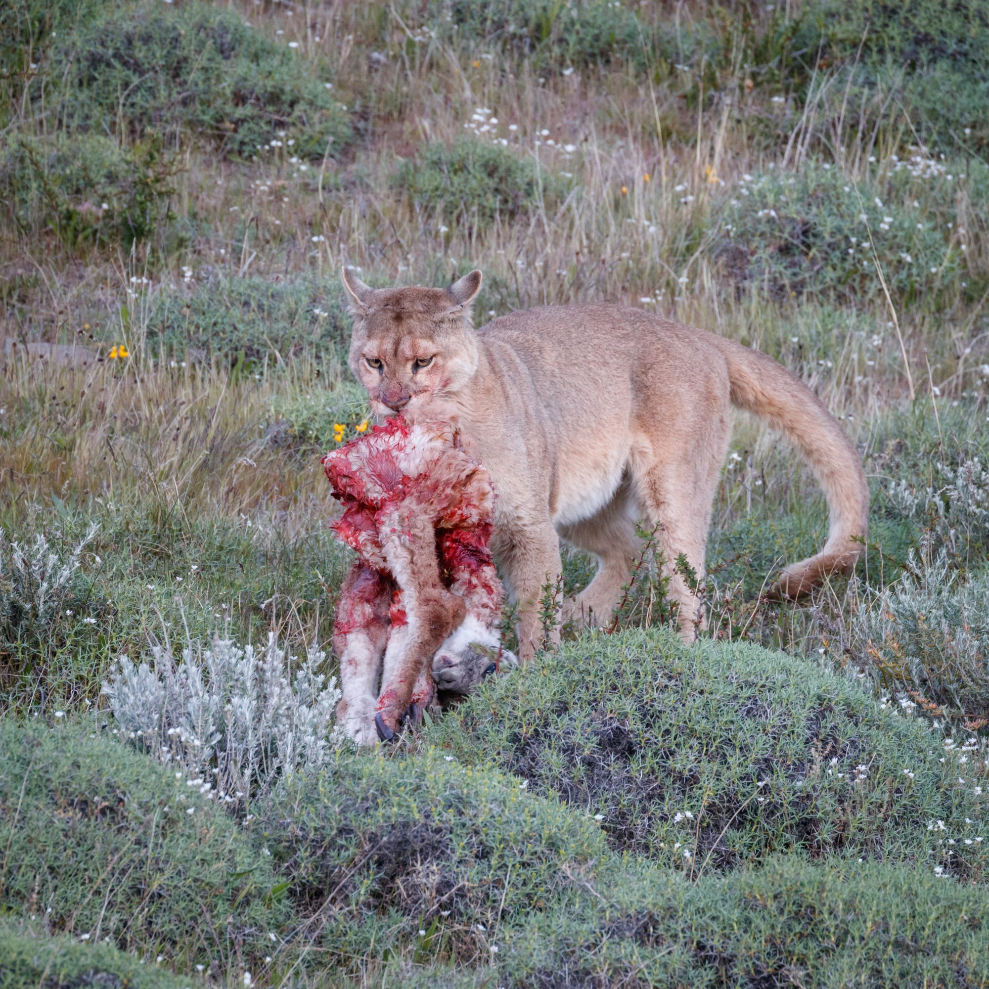 Puma on a Guanaco kill – Patagonia, Chile 2018