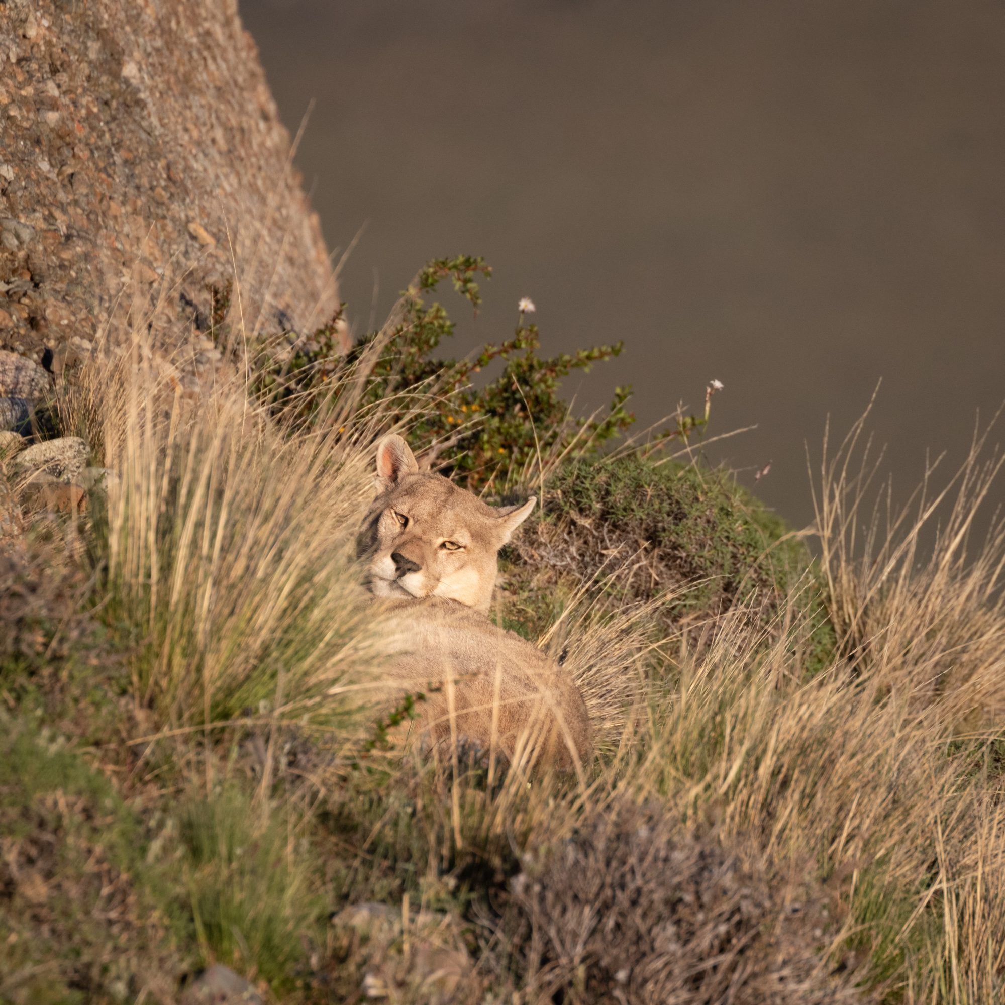 Male Puma high up on a hill – Patagonia, Chile 2018