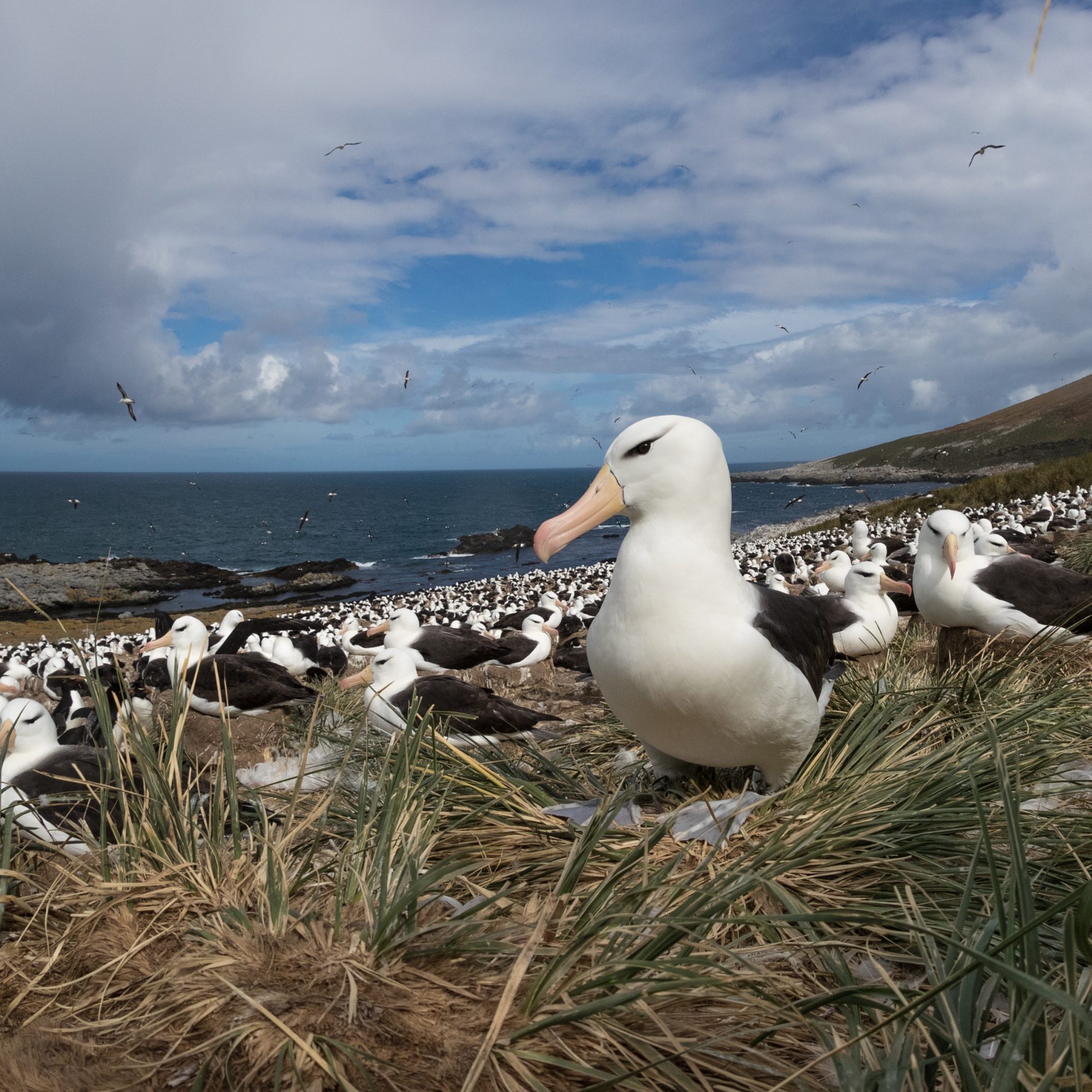 Black-browed Albatross – Falkland Islands, 2016