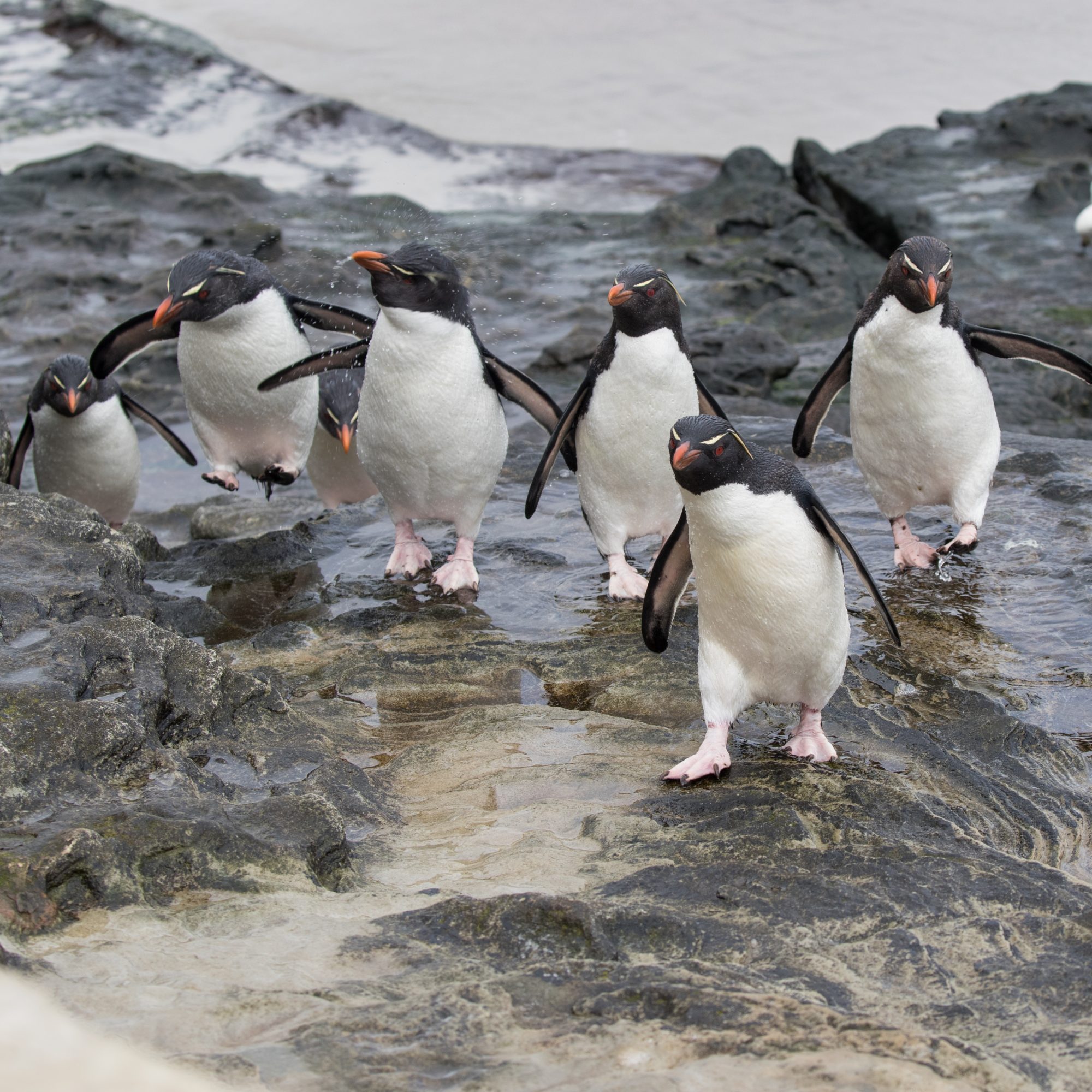 Rockhopper Penguins in the surf – Falkland Islands, 2016