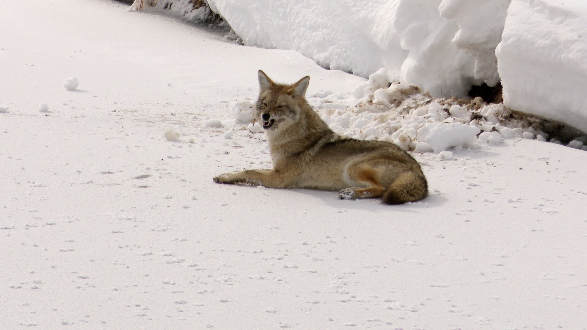 A Coyote scavenging along the river bank – Yellowstone 2019