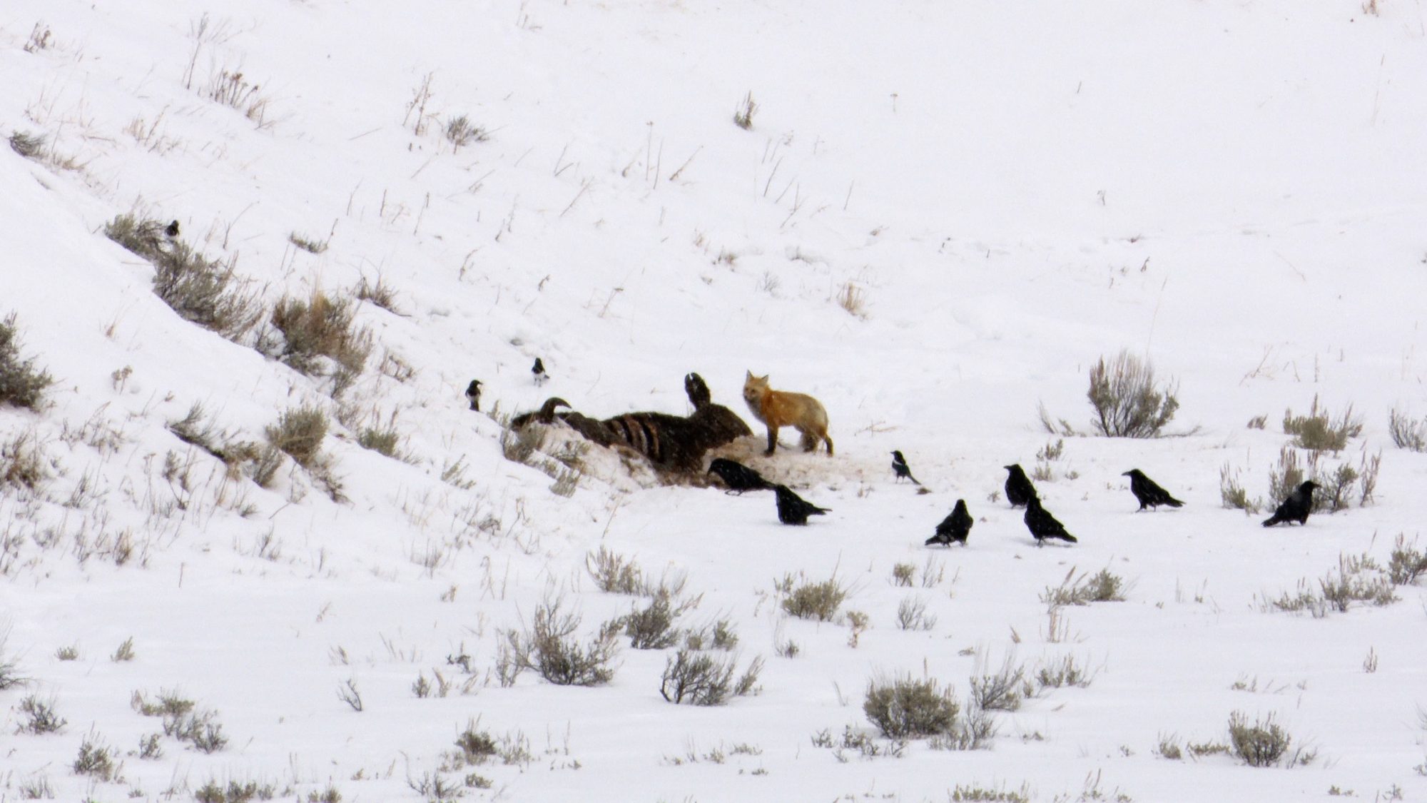 Red Fox on a Bison carcass – Yellowstone 2019