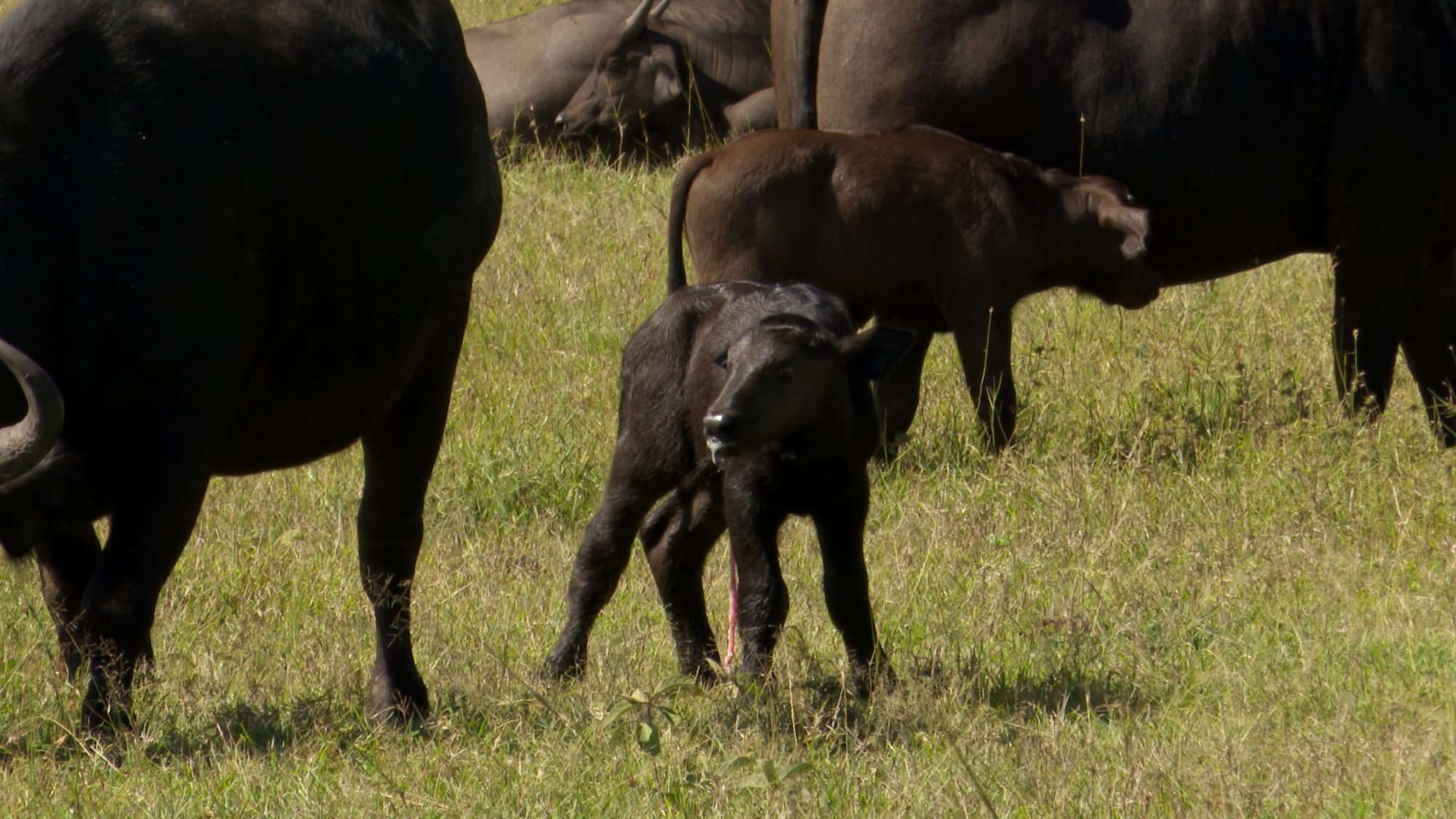 African buffalo with newly-born calf – Maasai Mara 2019