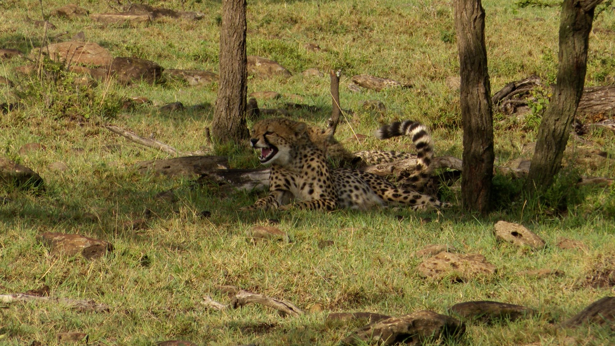 Cheetah-hyena interaction – Maasai Mara 2019
