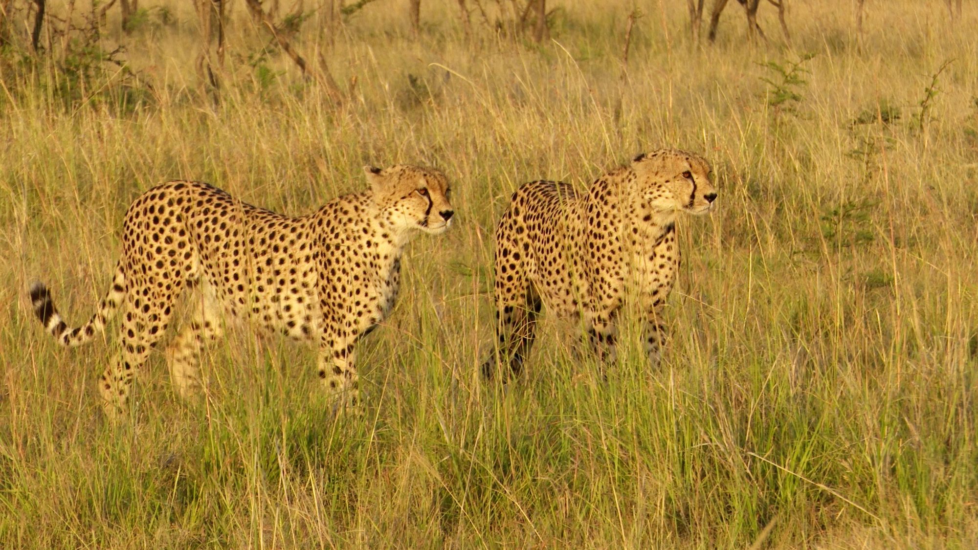 Cheetah coalition – Maasai Mara 2019