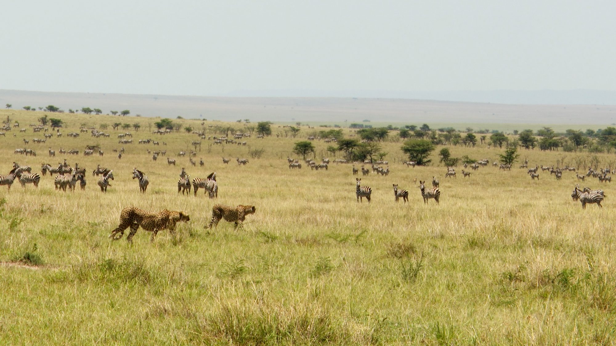 Successful Cheetah hunt – Maasai Mara 2019