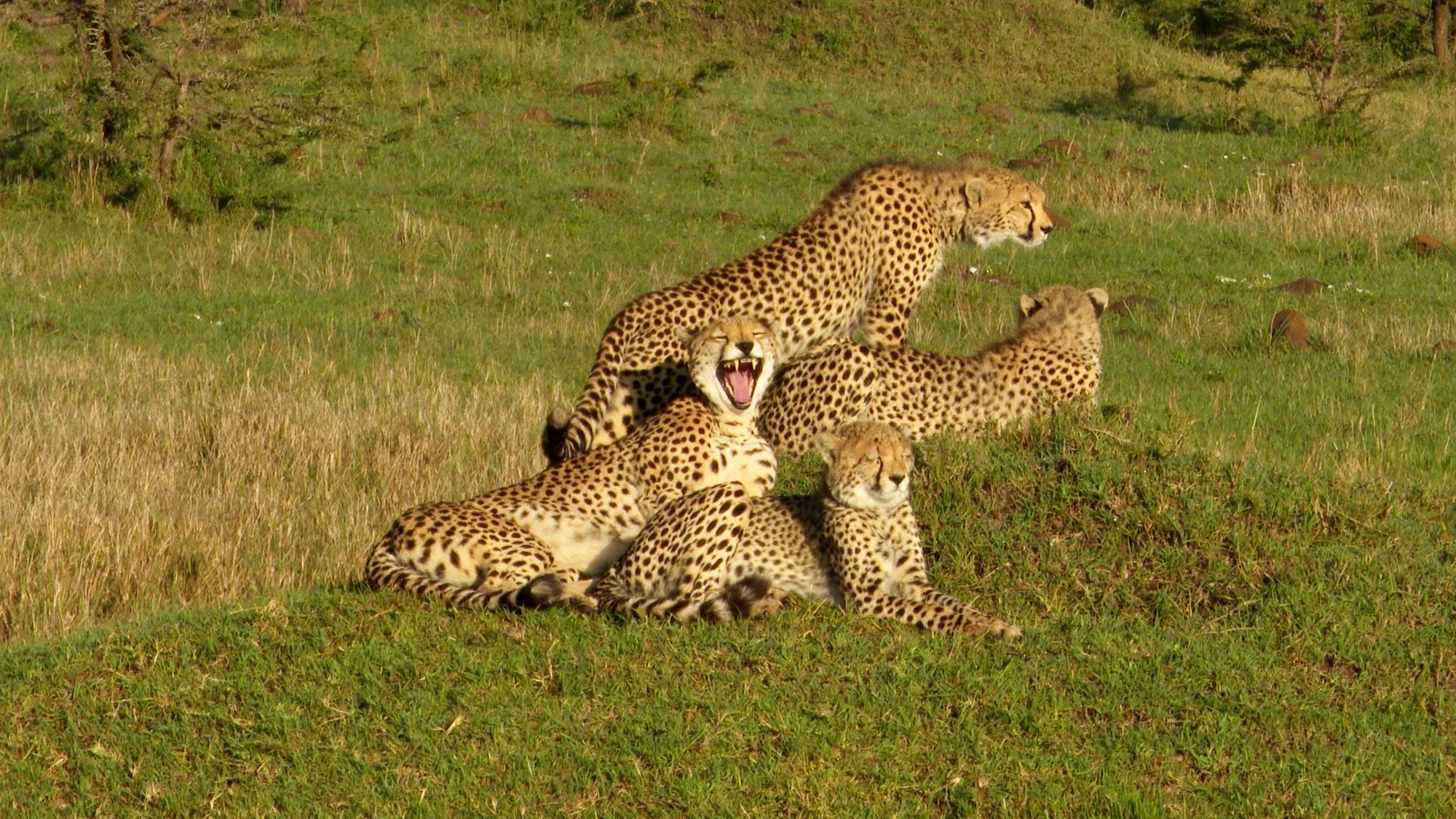 Cheetah family – Maasai Mara 2019
