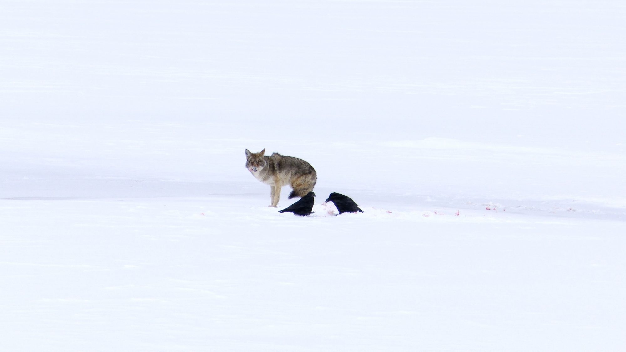 Coyote enjoys a feast in the snow – Yellowstone 2019