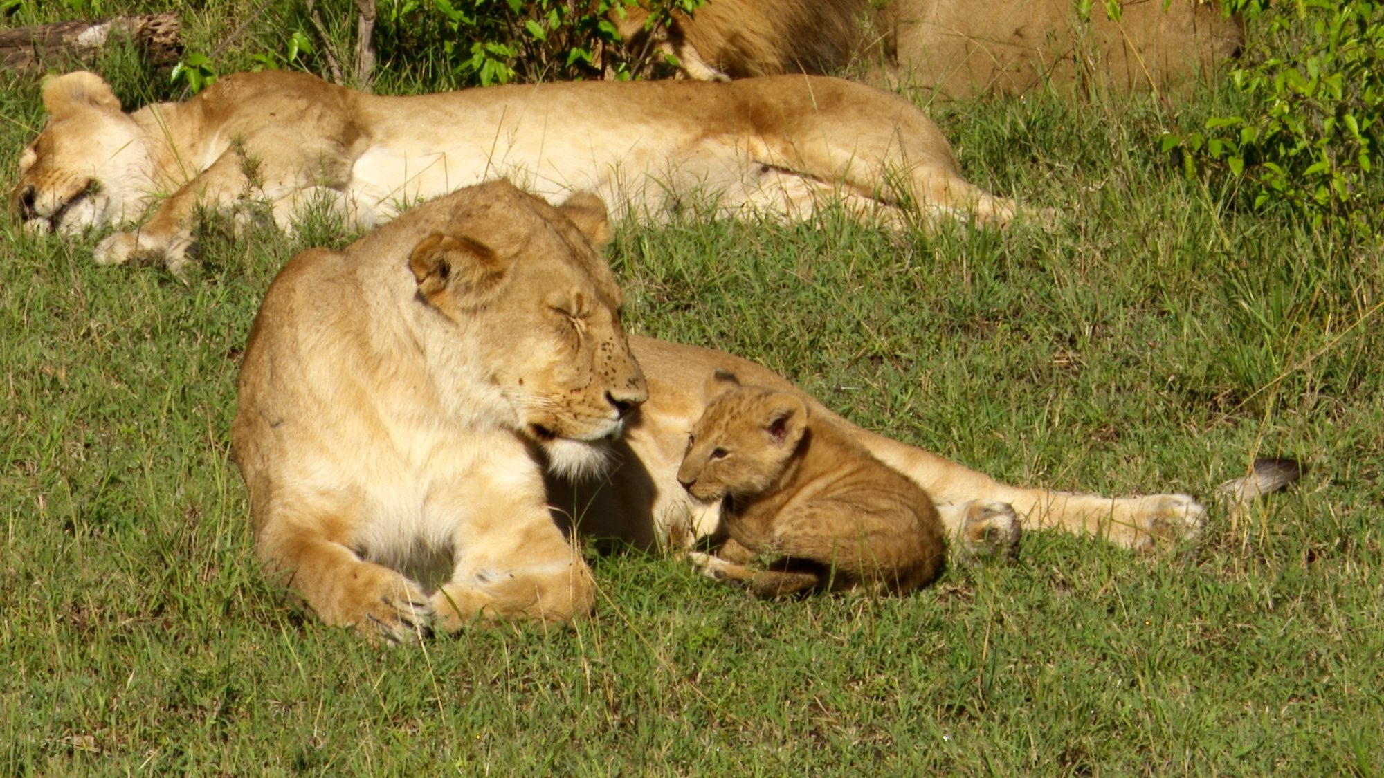 A lion cub is introduced to the females of the pride – Maasai Mara 2019