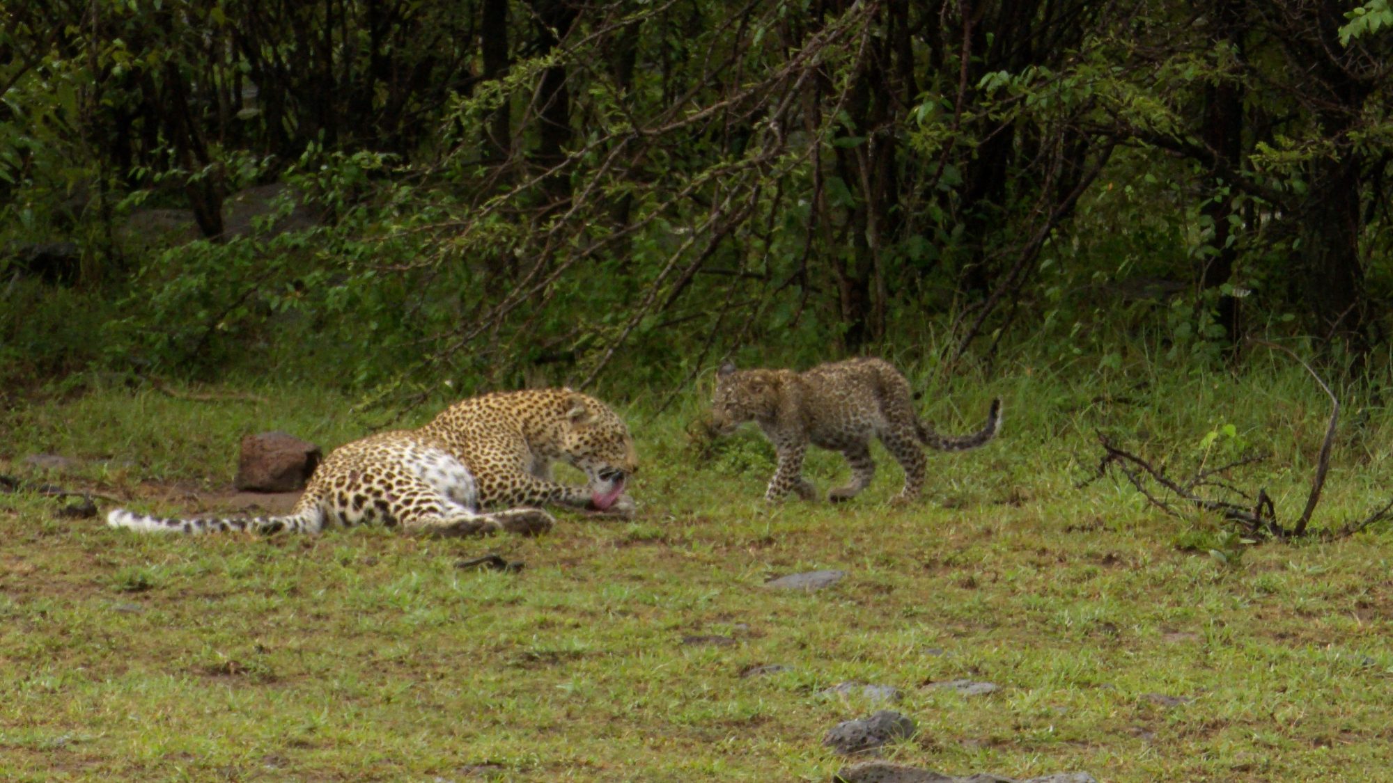 Leopard with very young cub – Maasai Mara 2019