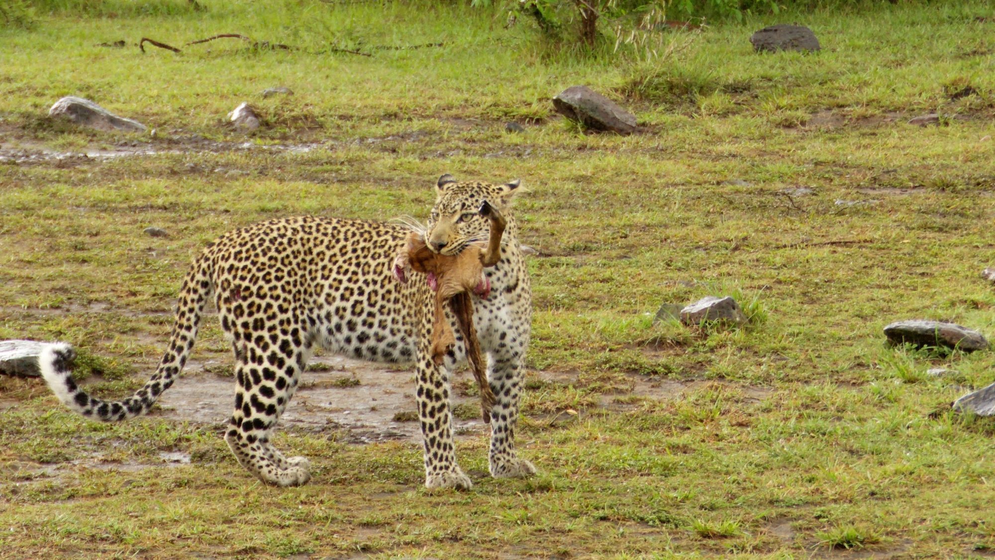 Leopard on a kill – Maasai Mara 2019