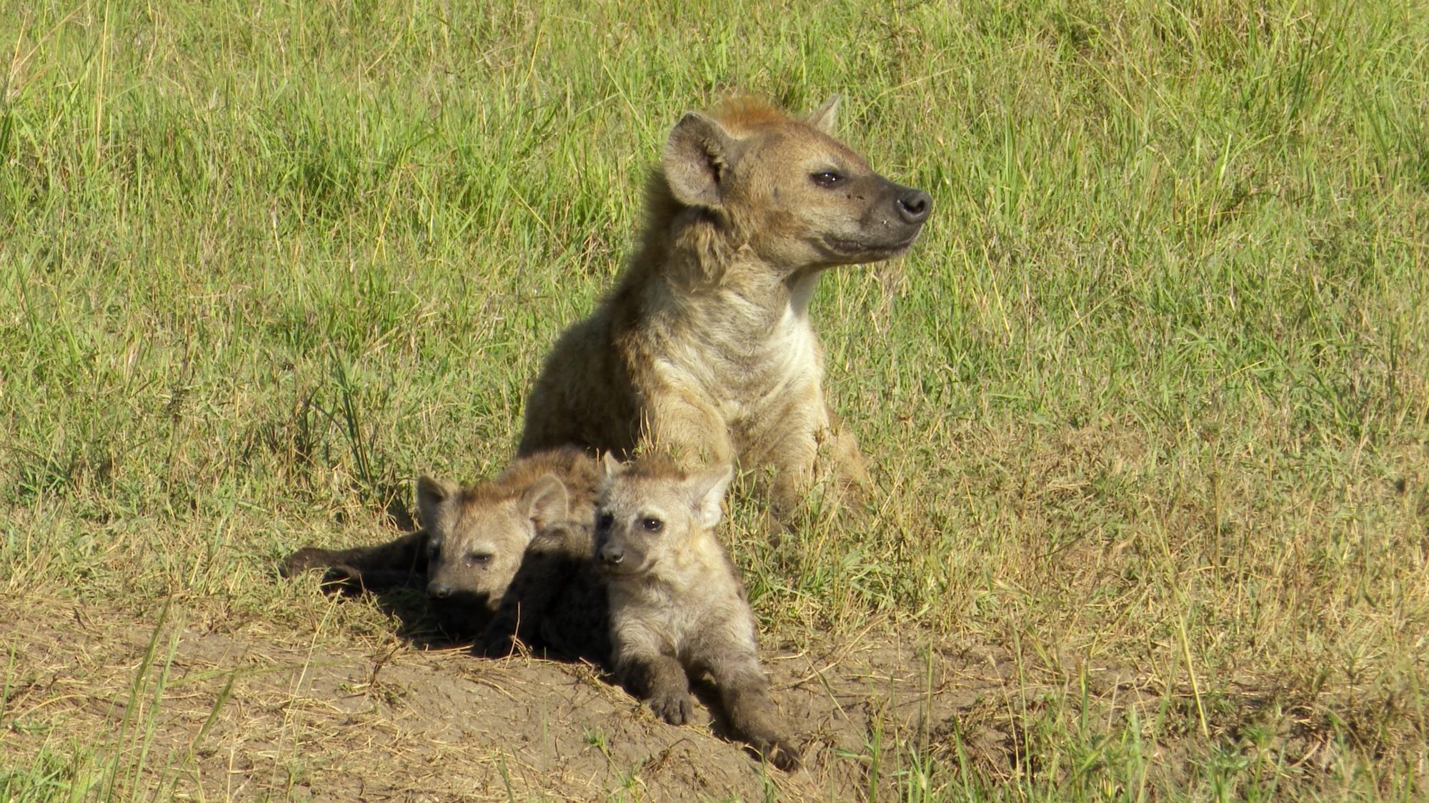 Hyena cubs being suckled at their den – Maasai Mara 2019