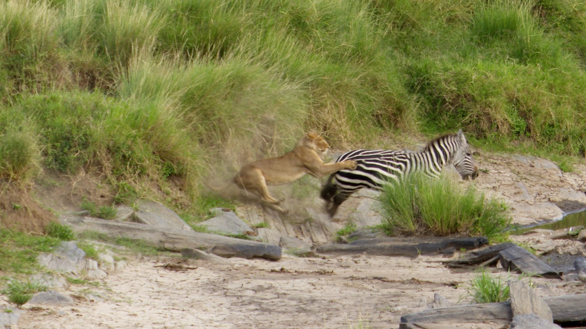 Lioness attacks Zebra – Maasai Mara 2019