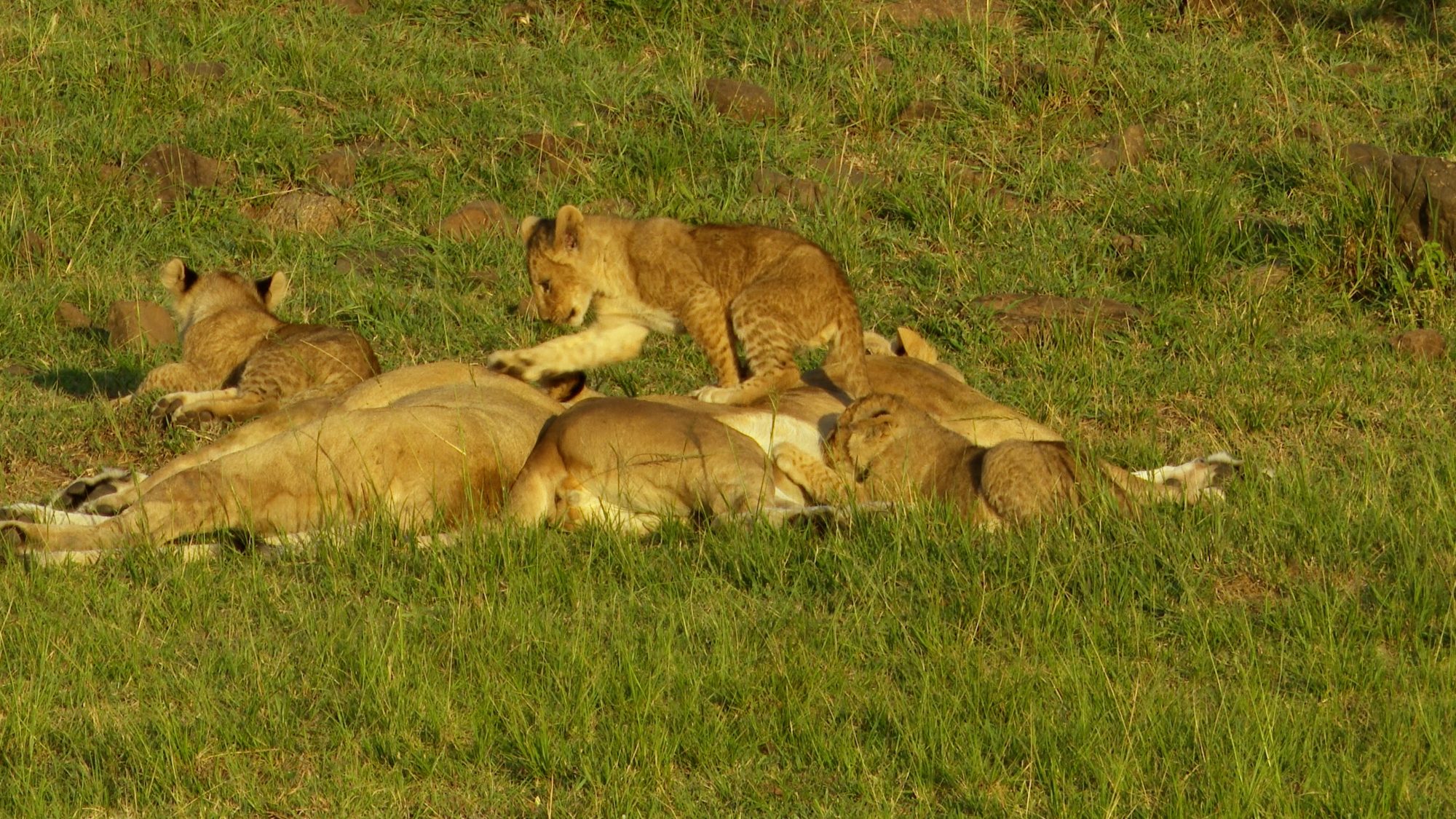 Lion cubs pester two lionesses – Maasai Mara 2019