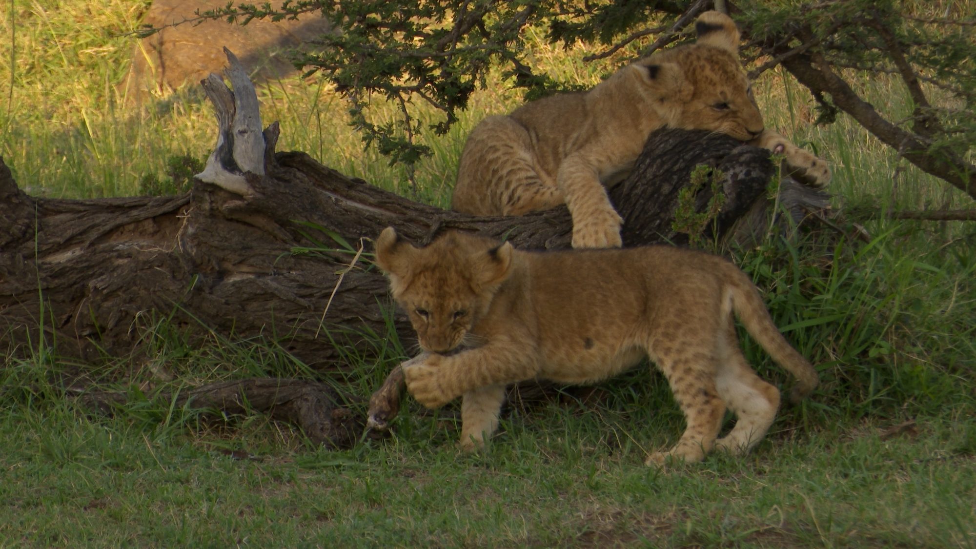 Playtime for nine lion cubs – Maasai Mara 2019