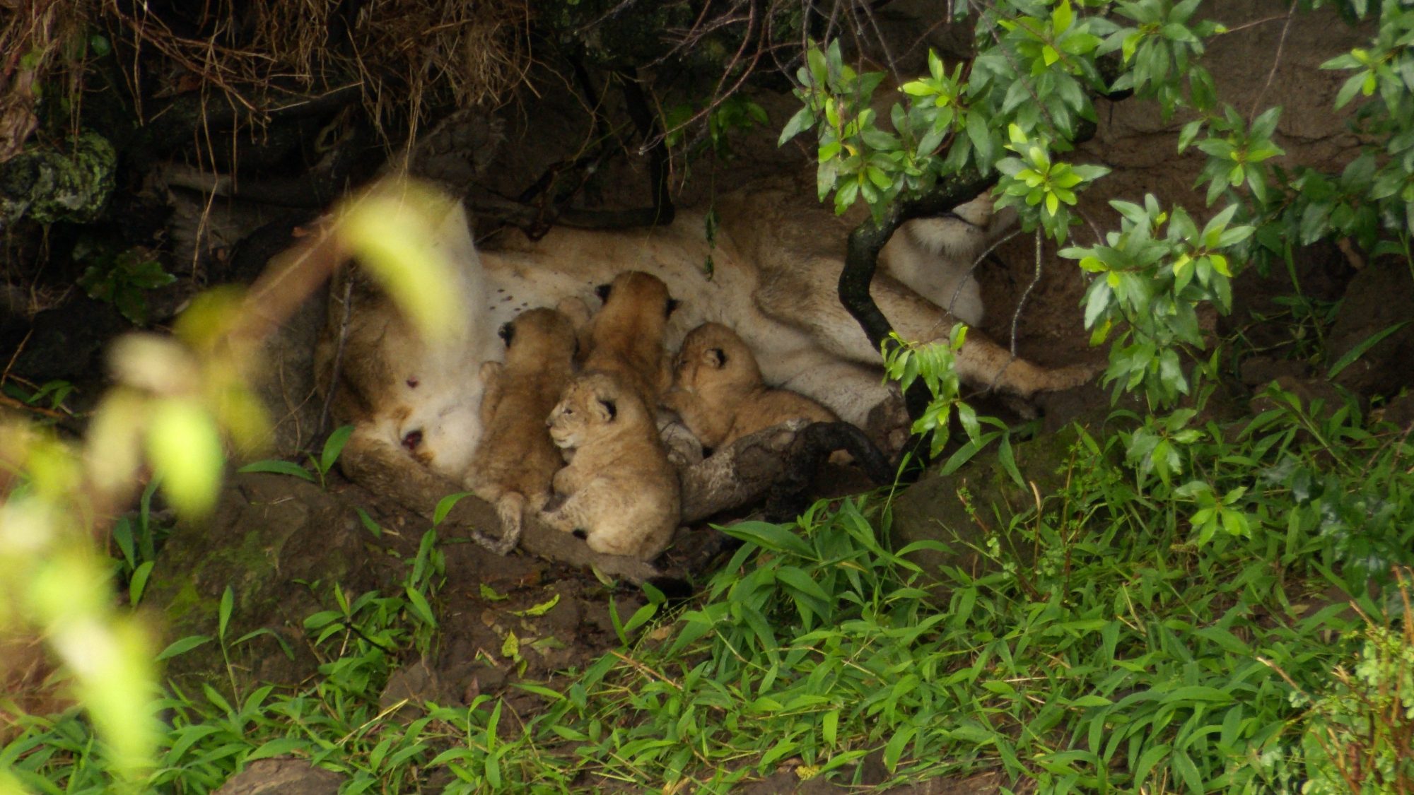 Lioness suckles very young cubs – Maasai Mara 2019