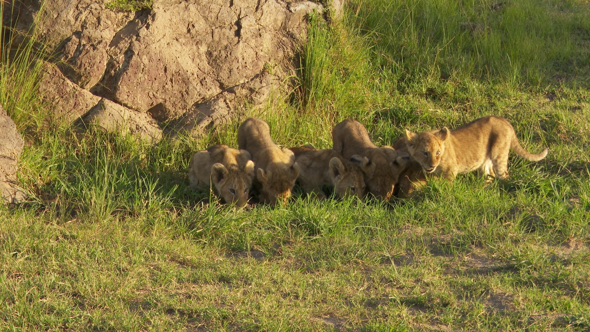 Young lion cubs drinking – Maasai Mara 2019