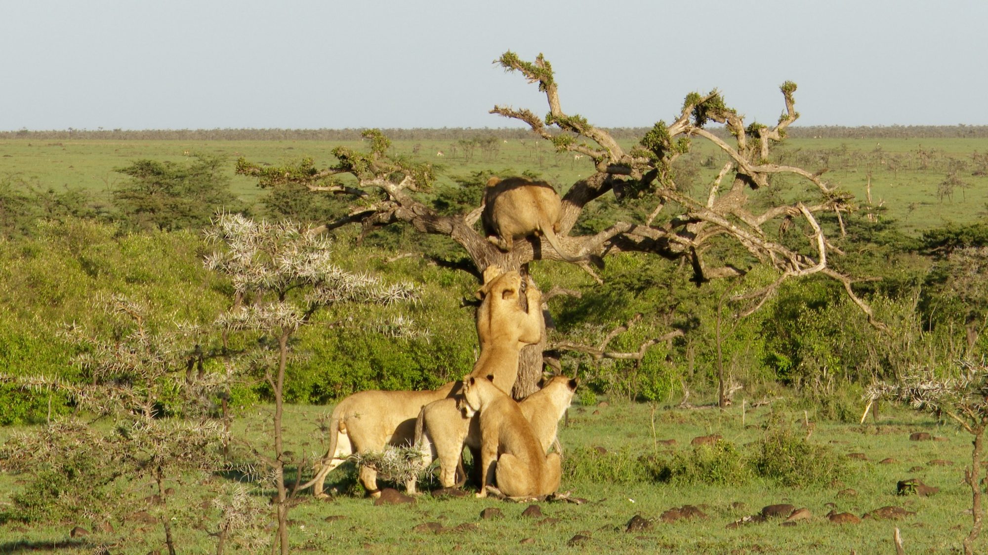 Lions have fun in a tree! – Maasai Mara 2019