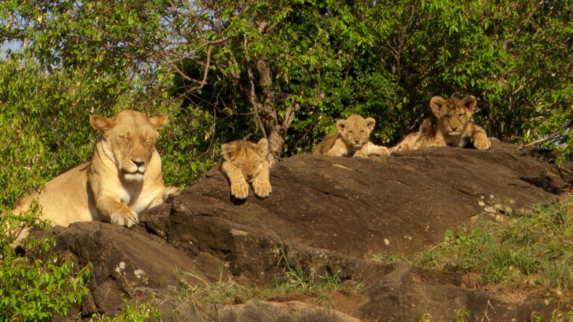 Lionesses with very young cubs – Maasai Mara 2019