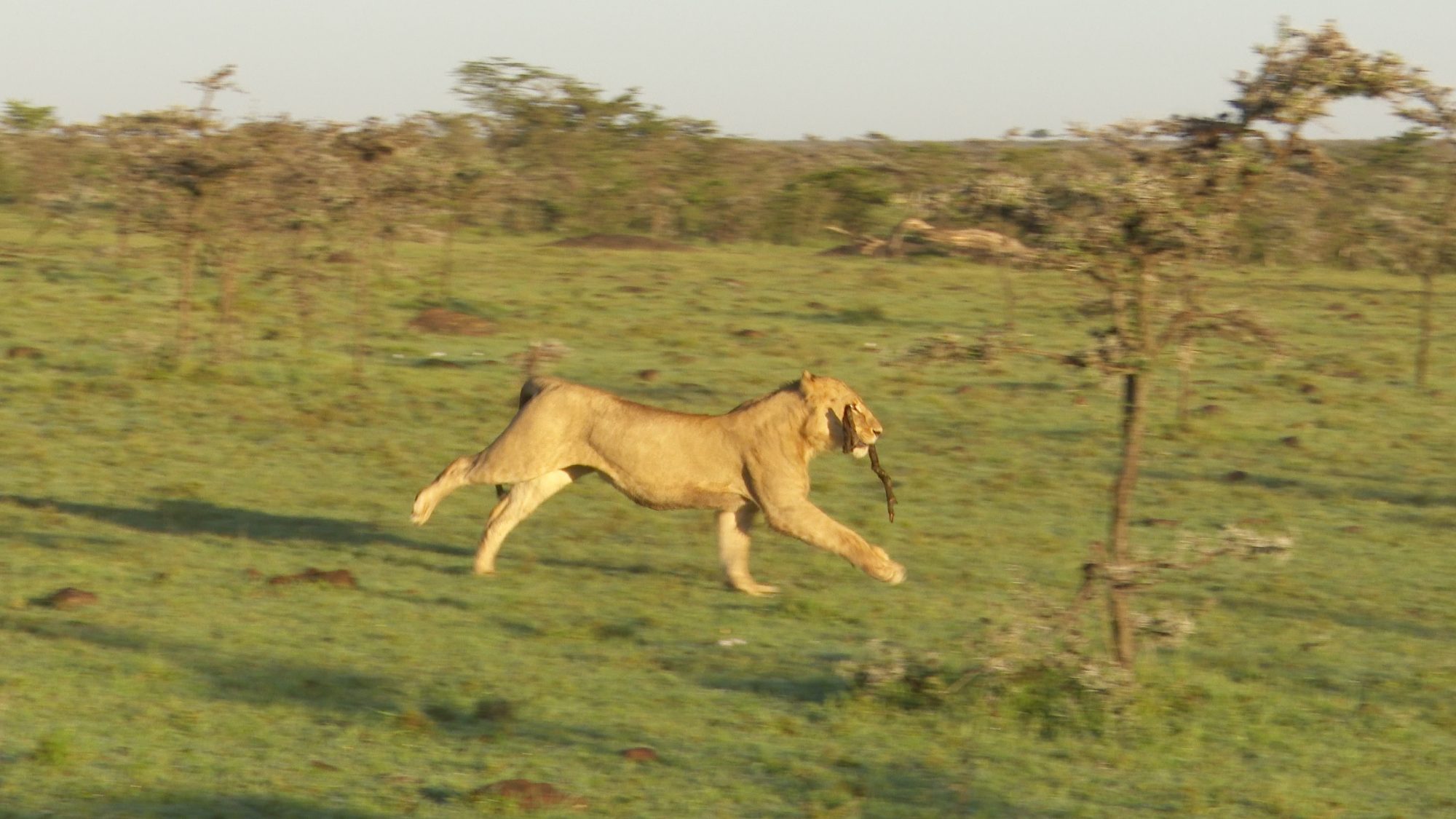 Lions fooling around – Maasai Mara 2019