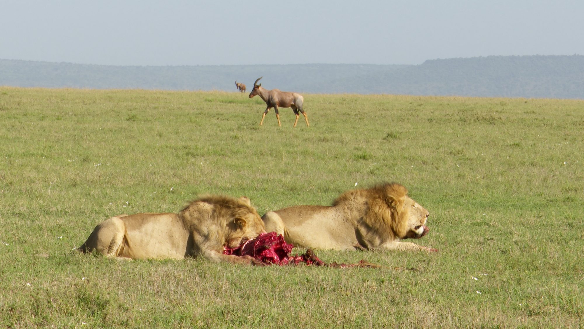 Two male lions tussle over a Topi carcass – Maasai Mara 2019